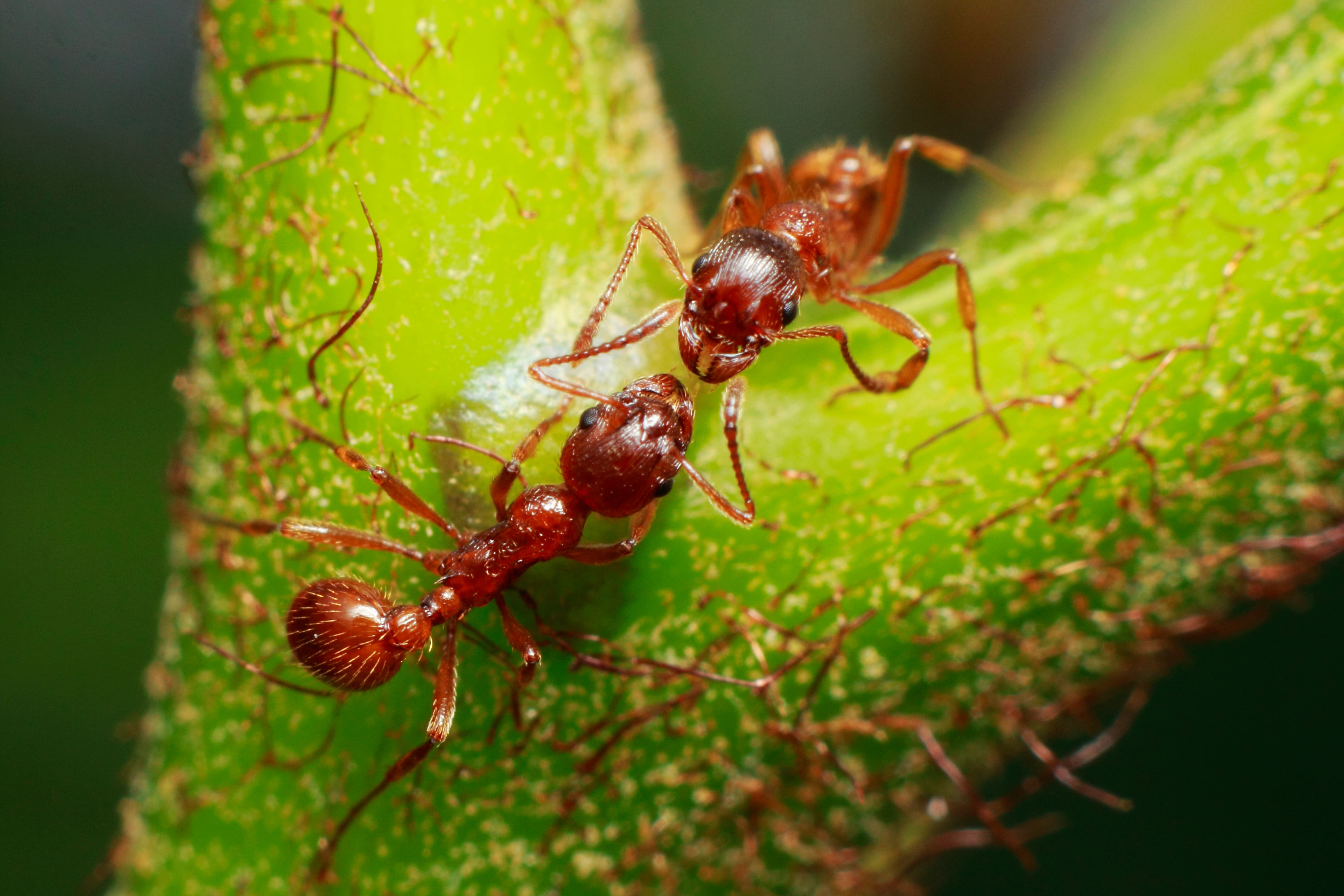 Les fourmis font partie des insectes sociaux, une colonie de fourmis est ainsi composée d'une multitude d'individus qui coopèrent ensemble. © Jorge, Adobe Stock