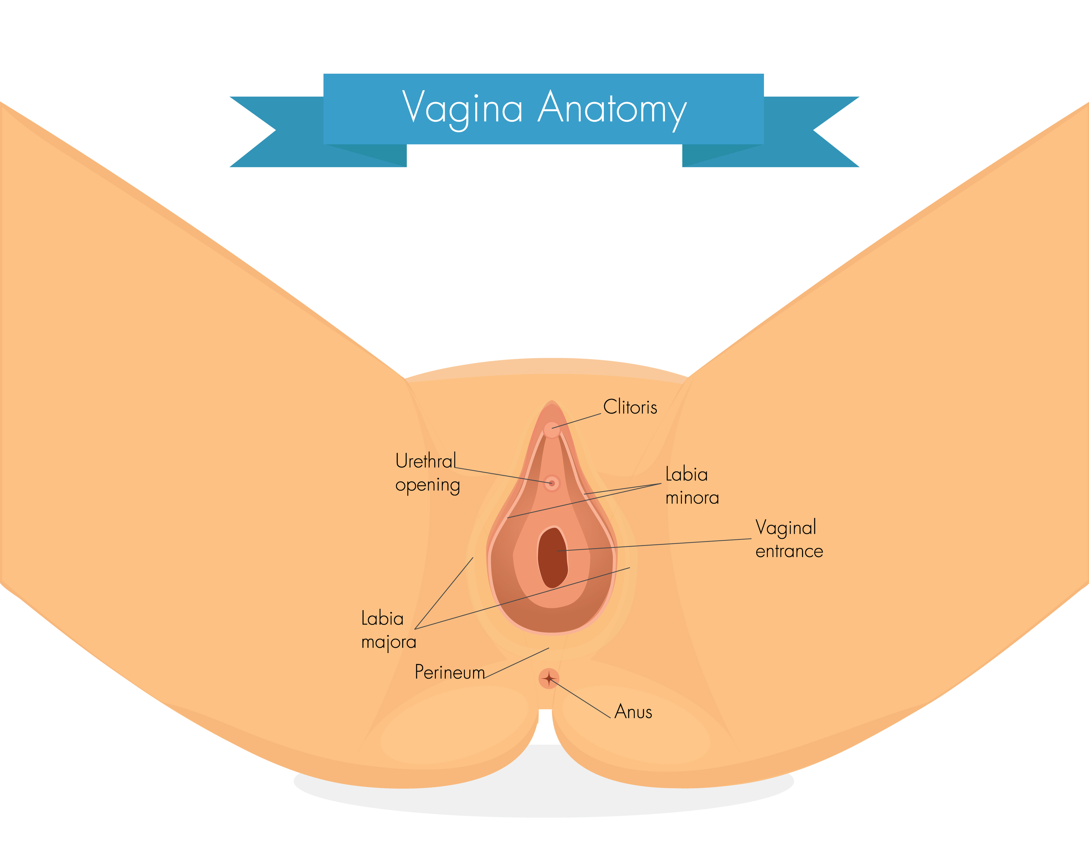 L'anus fait suite au rectum, dernière partie du tube digestif. © ankov, Adobe Stock