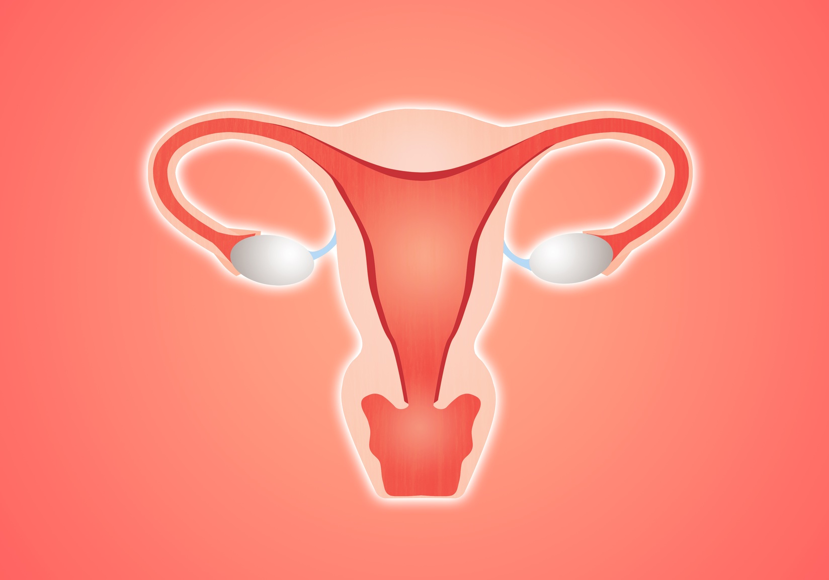 L’appareil reproducteur féminin compte deux ovaires. © sognolucido, Fotolia