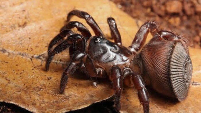 Cyclocosmia ricketti, une espèce d'araignée bien étrange dont l'abdomen fait penser à une pièce de bois sculptée. © IST
