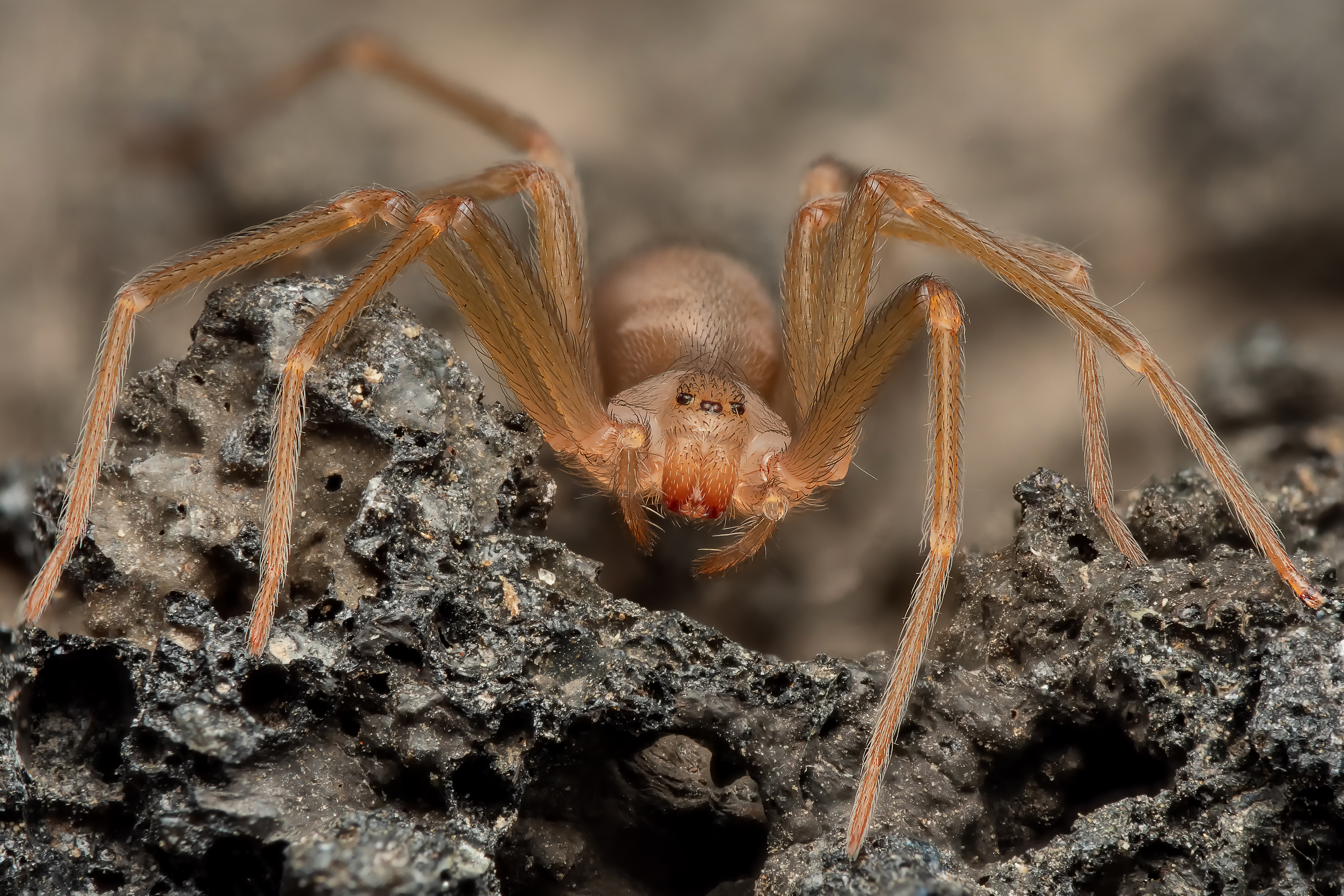 L'araignée violoniste est connue pour sa discrétion et son venin puissant. © Rinaldo, Adobe Stock