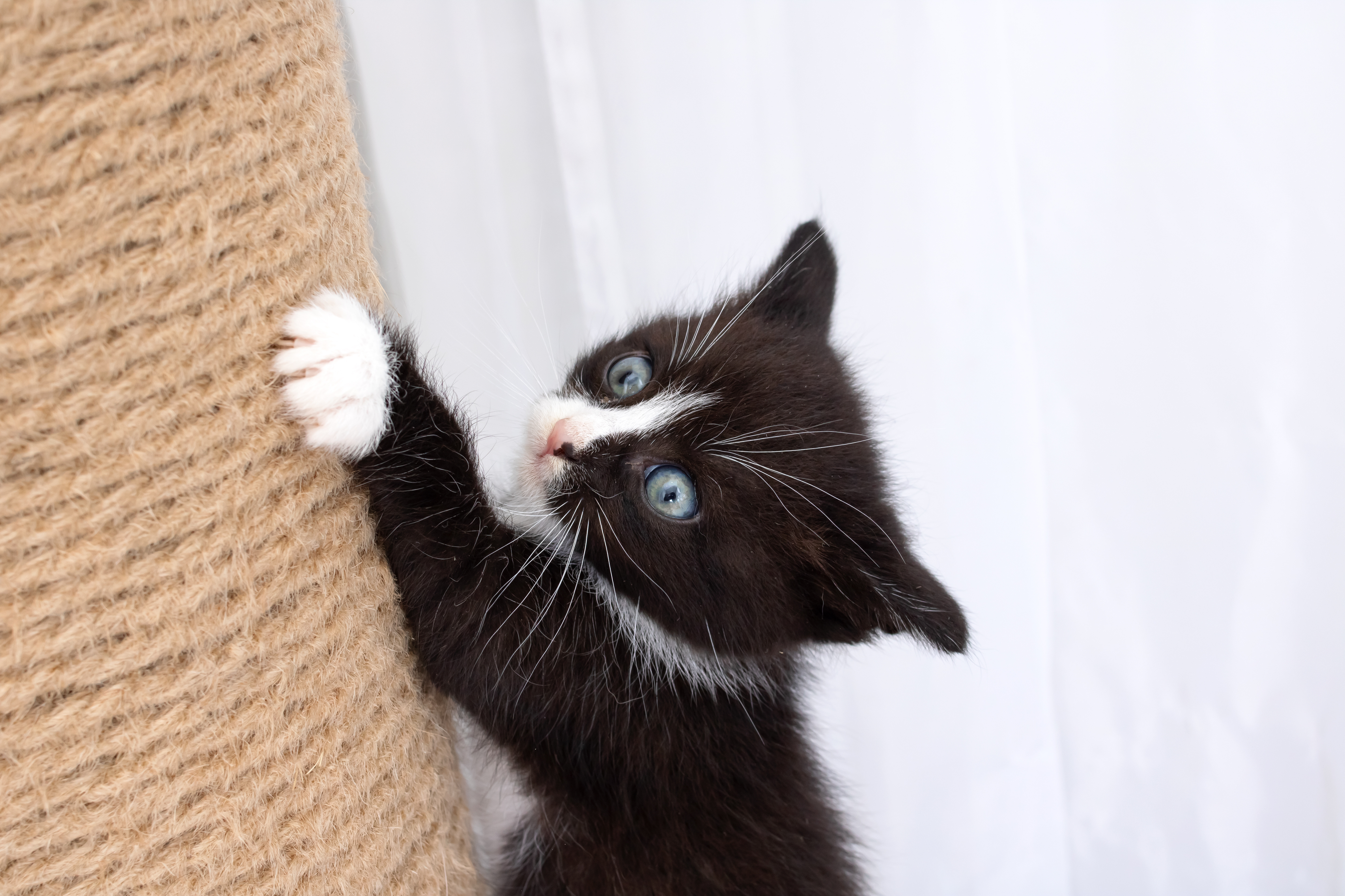 Les chats ont besoin de faire leurs griffes dès leur plus jeune âge ! ©Vera Aksionava, Adobe Stock