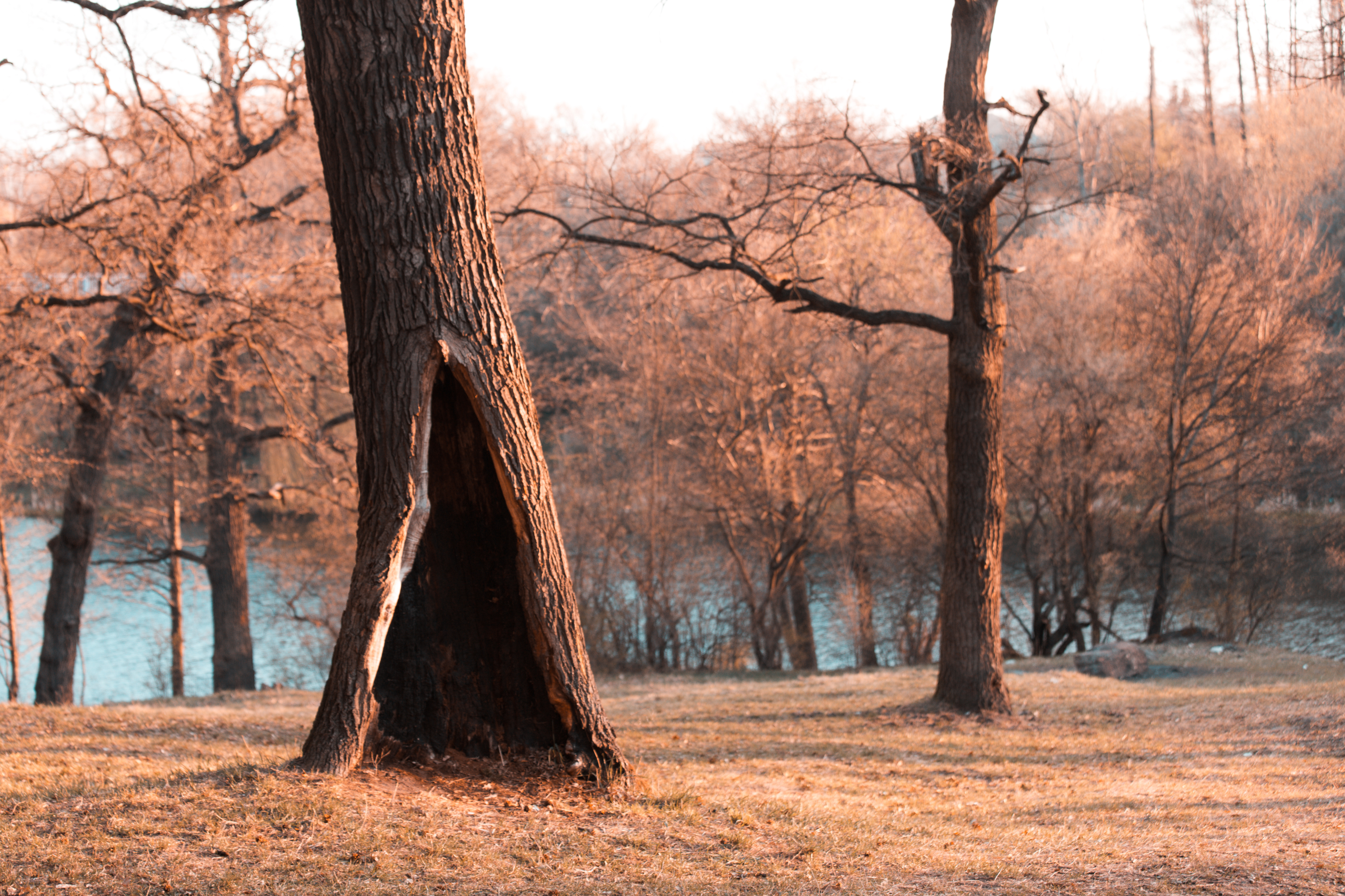 Les arbres creux sont le refuge de beaucoup d'espèces animales. © lunarts_studio, Adobe Stock