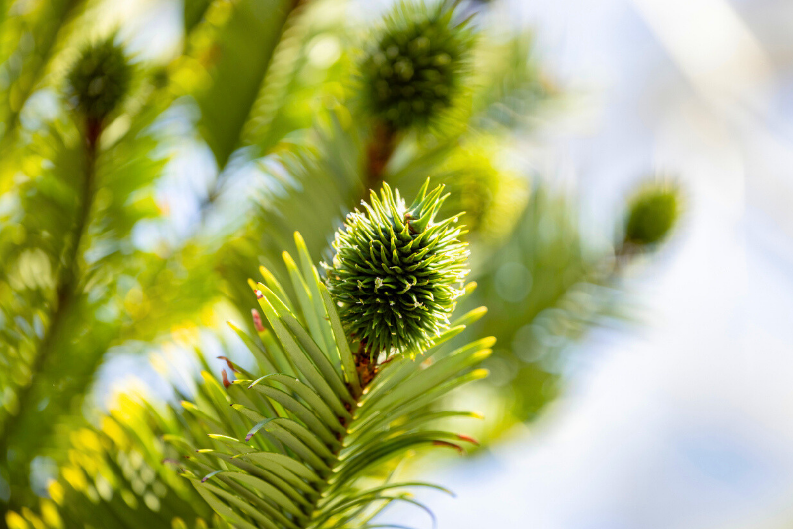 L’arbre qui a survécu aux dinosaures : un projet secret pour le préserver. © Inamember, iStock