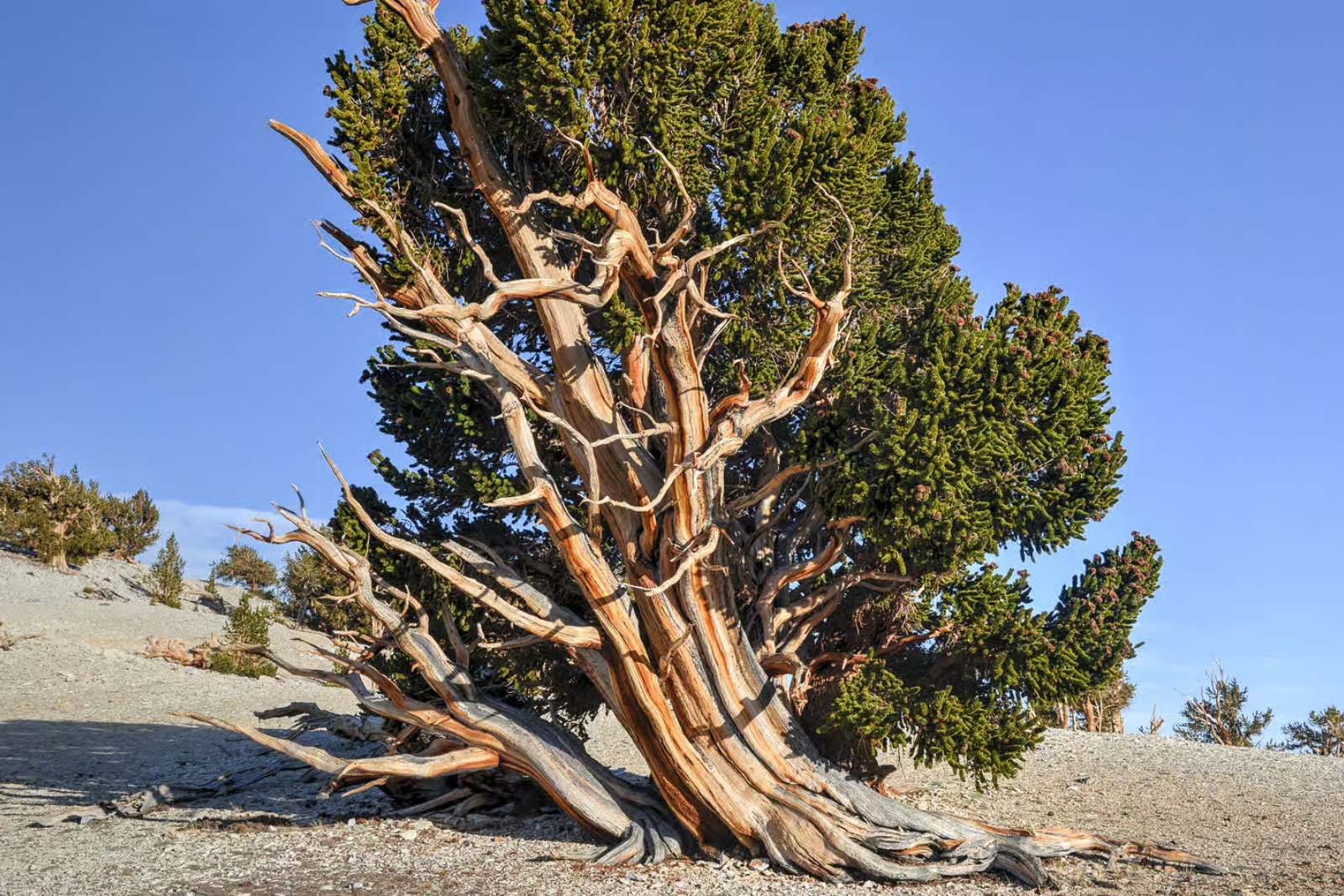 Il a plus de 5 000 ans : découvrez le doyen des arbres sur Terre. © Felix Lipov, iStock