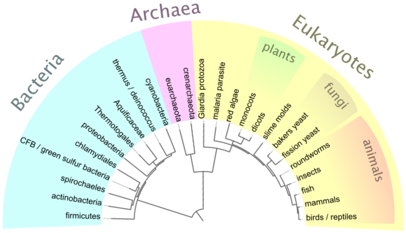 Cet arbre phylogénétique est représenté en fonction de la distance supposée entre les taxons placés, selon les règles de la phénétique. © Madprime, Wikipédia, DP