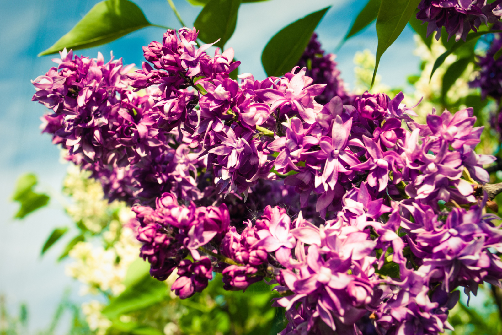 Des arbustes brise-vue aux senteurs envoûtantes pour un jardin sublimé toute l'année. © writerfantast, iStock