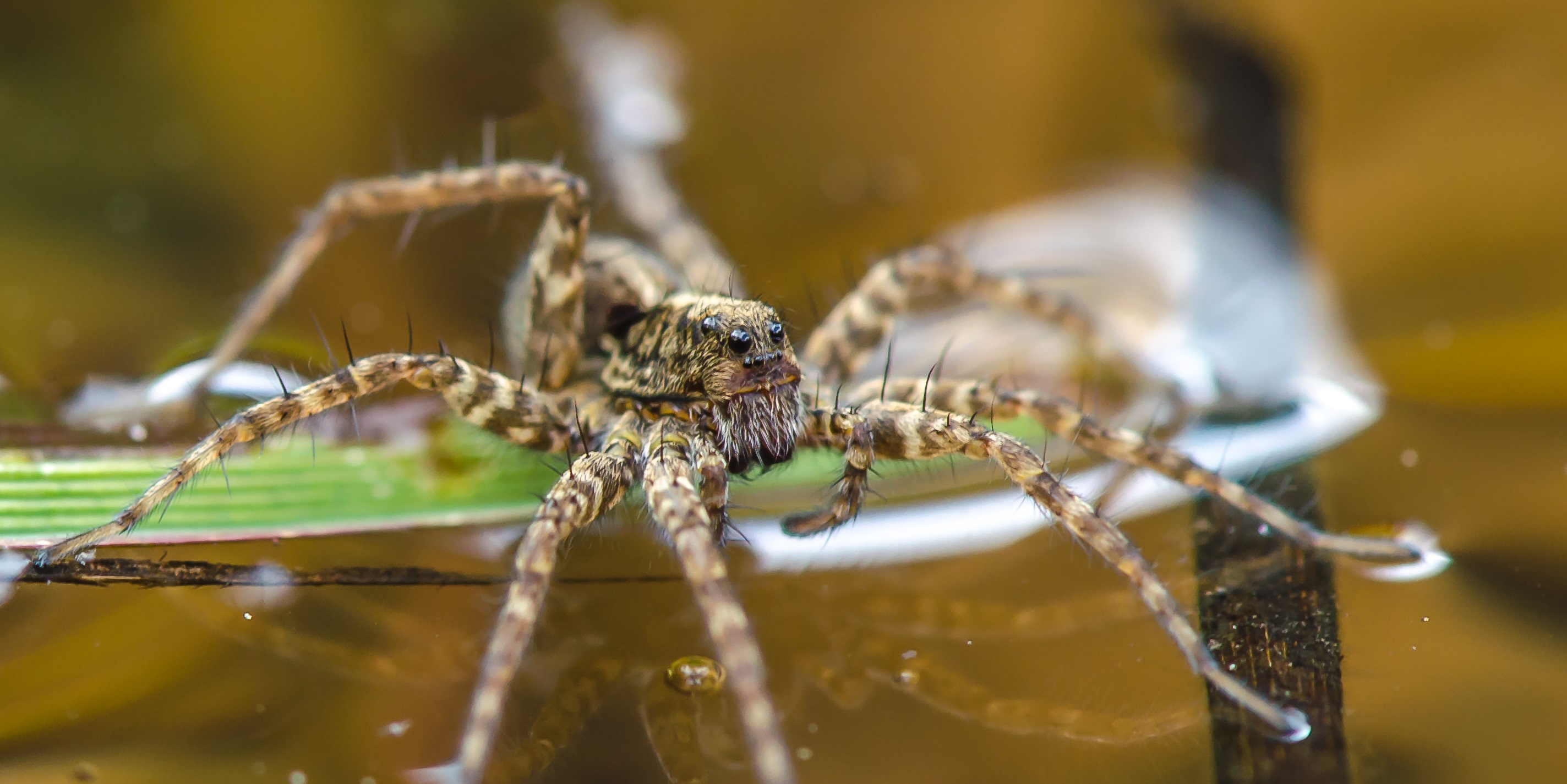 L'argyronète : une ingénieuse araignée qui tisse ses toiles sous l'eau pour y respirer ! © Corri Seizinger