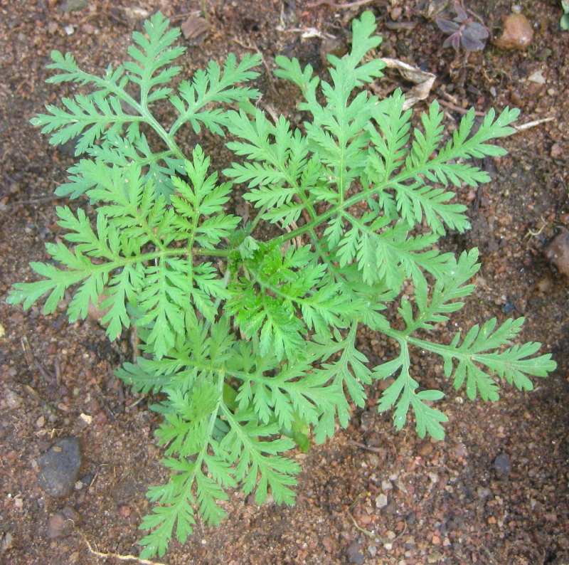 L’artémisinine est le principe actif d'une plante chinoise, Artemisia annua. Cette substance a été découverte par Youyou Tu et est utilisée comme traitement contre le paludisme. © Ton Rulkens, File Upload Bot (Magnus Manske), Wikipedia, CC by-sa 2.0