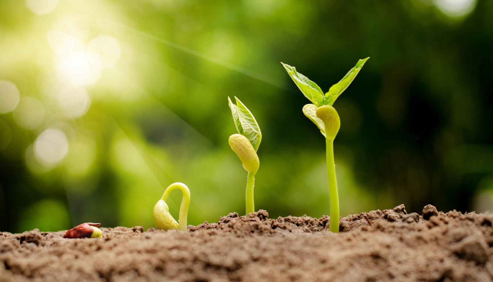Comment savoir si les graines sont viables pour être semées ? © singkham, Adobe Stock