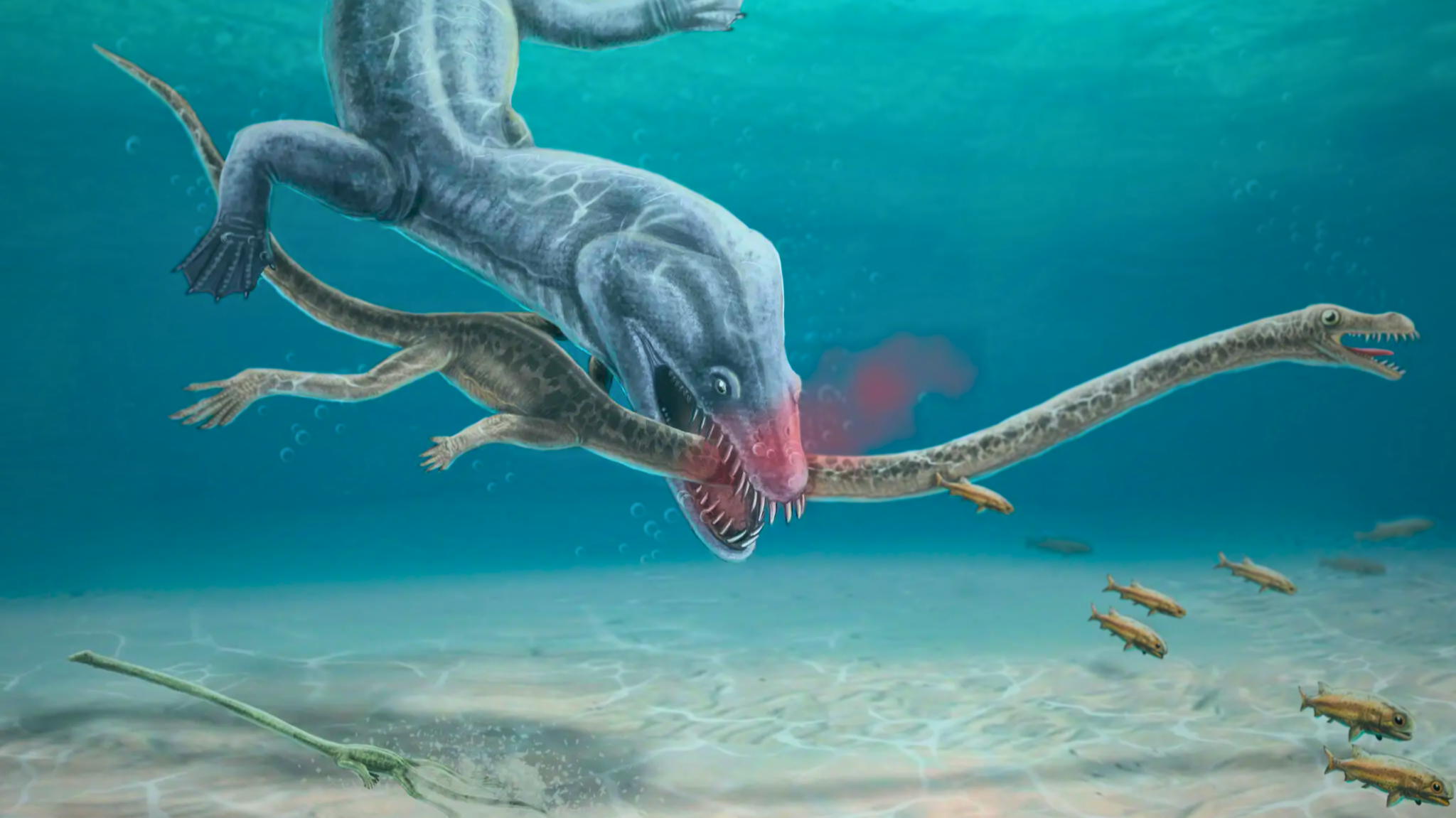 Le pauvre Tanystropheus hydroides est sauvagement attaqué dans les eaux peu profondes du Trias moyen. © Roc Olivé, Institut Català de Paleontologia Miquel Crusafont 