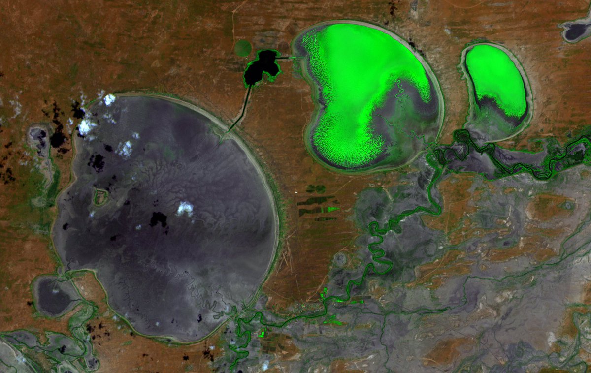 Le bassin hydrographique Murray-Darling en Australie, vu par le satellite Sentinel 2 le 29 janvier, où  pour la deuxième fois en trois semaines des centaines de milliers de poissons ont été décimés suite à la sécheresse et à une prolifération d'algues. L'image a été traitée pour que ces dernières apparaissent en fluo. © Esa, Copernicus EU