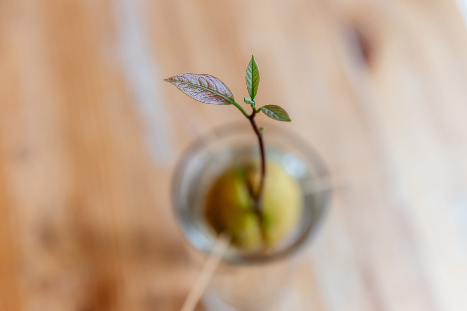 Un avocat, un noyau, un verre d'eau et une bonne dose de patience pour faire germer un futur avocatier. © iStock/ Lience premium