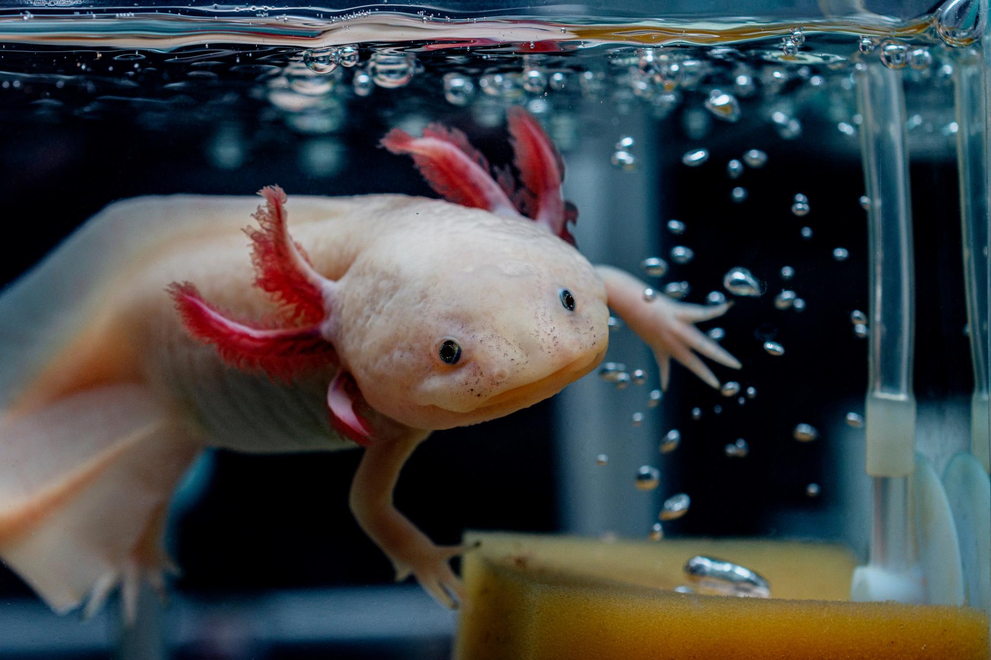 Personne ne sait vraiment dire aujourd'hui la raison pour laquelle les axolotls meurent de manière naturelle. © Ива Димова, Adobe Stock