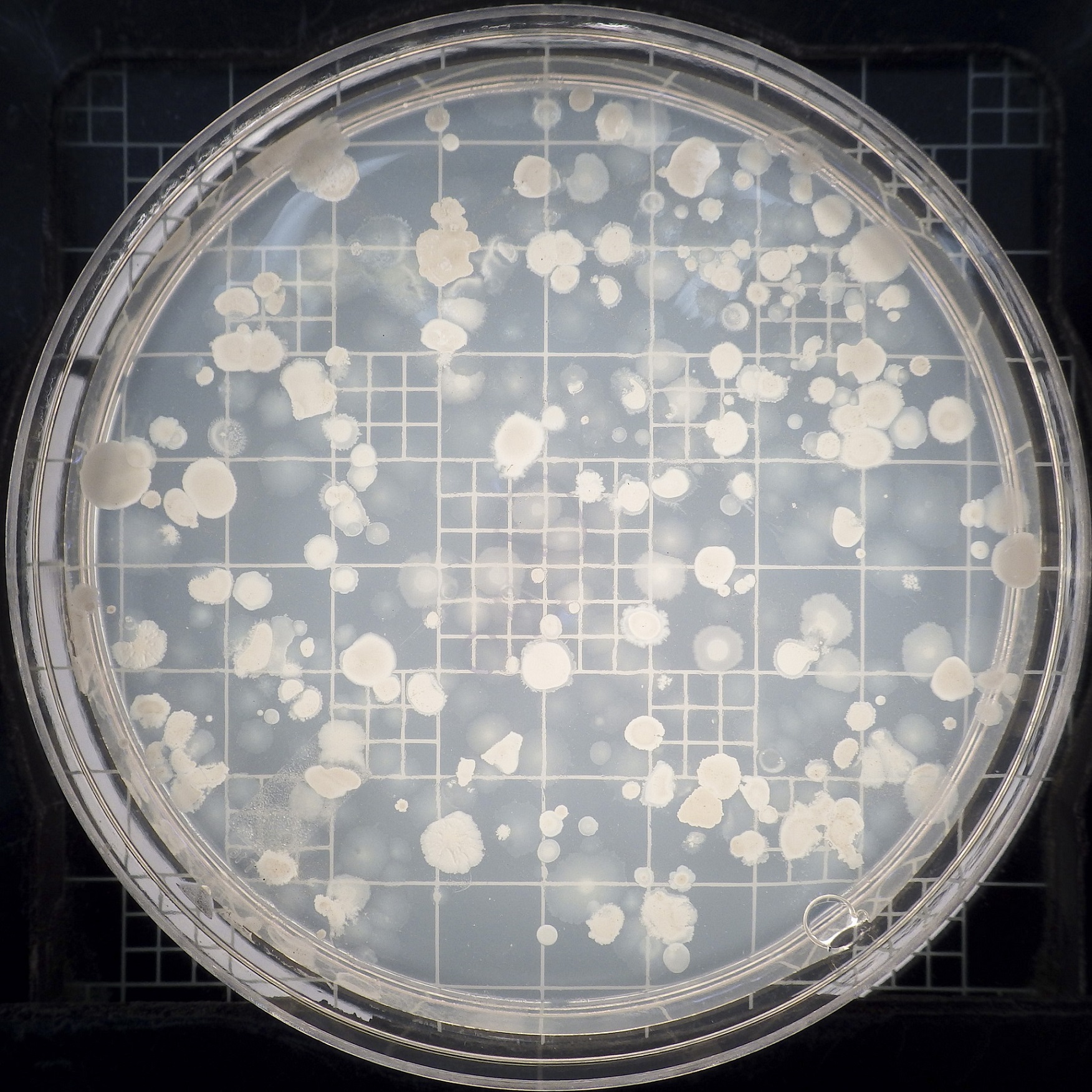 Bacillus subtilis est une bactérie modèle qui peut être cultivée dans une boîte de Pétri en laboratoire. © Dave Thomas, Flickr, CC by nc 2.0