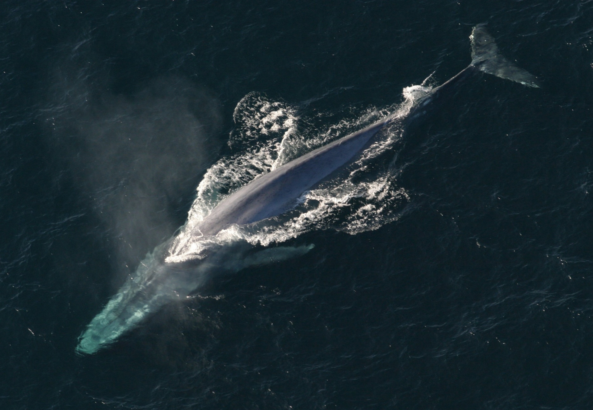La baleine bleue a failli disparaître et a été protégée dès 1966 quand les captures ont chuté drastiquement. Mais le plus grand animal de la Terre avait déjà rapetissé. © CC0 Public Domain