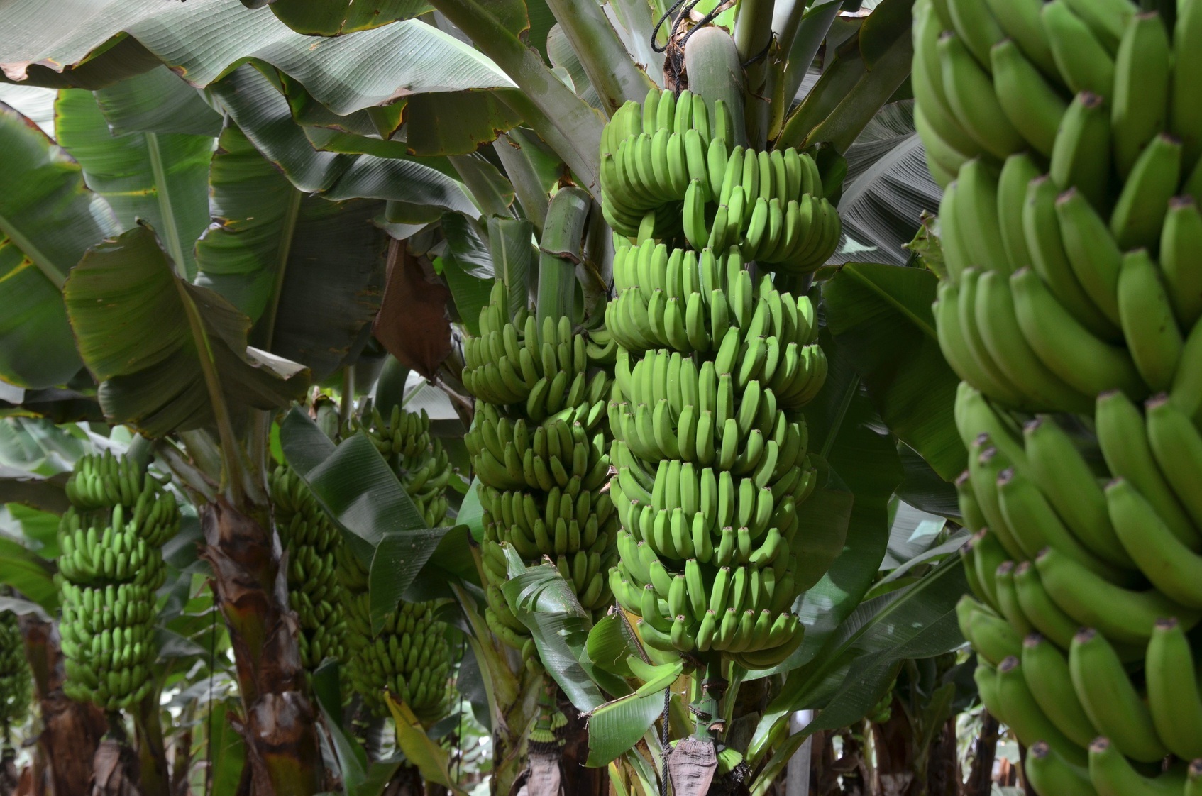 La banane est un fruit naturellement parthénocarpique. © Didier San Martin, Fotolia