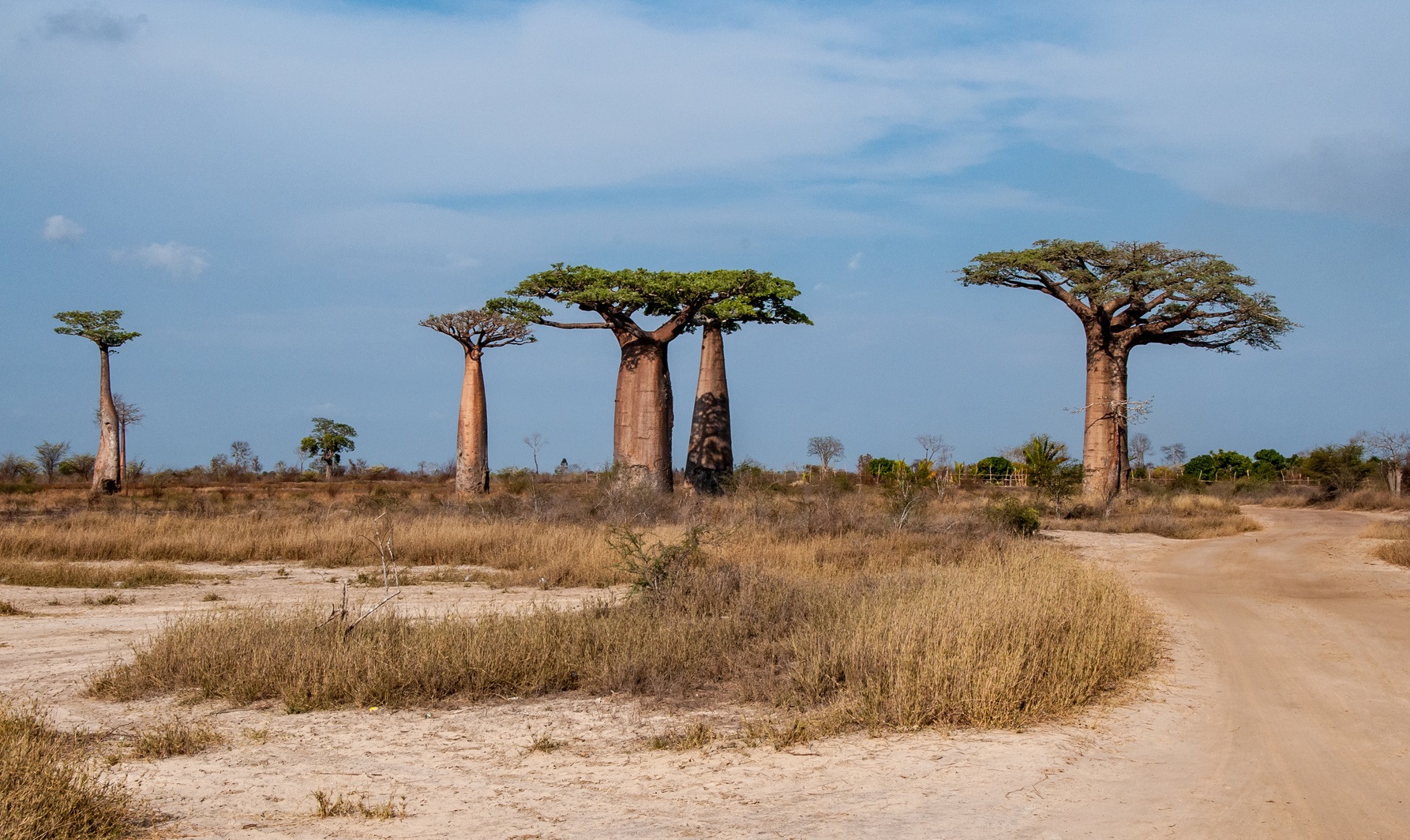 La disparition des baobabs les plus vieux s’est accélérée ces dernières années. © stefanobarze1, Fotolia