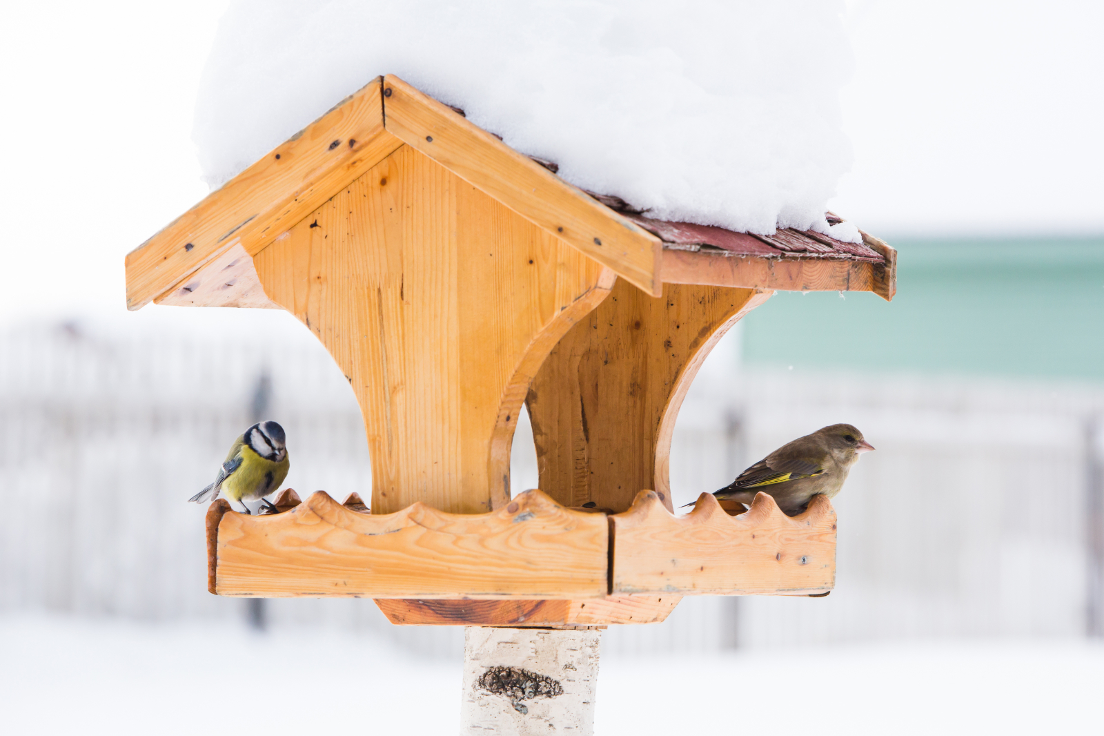 L'hiver, les petits oiseaux autour de chez vous nécessitent un coup de pouce, mais pas n'importe comment ! © protivnica, Adobe Stock