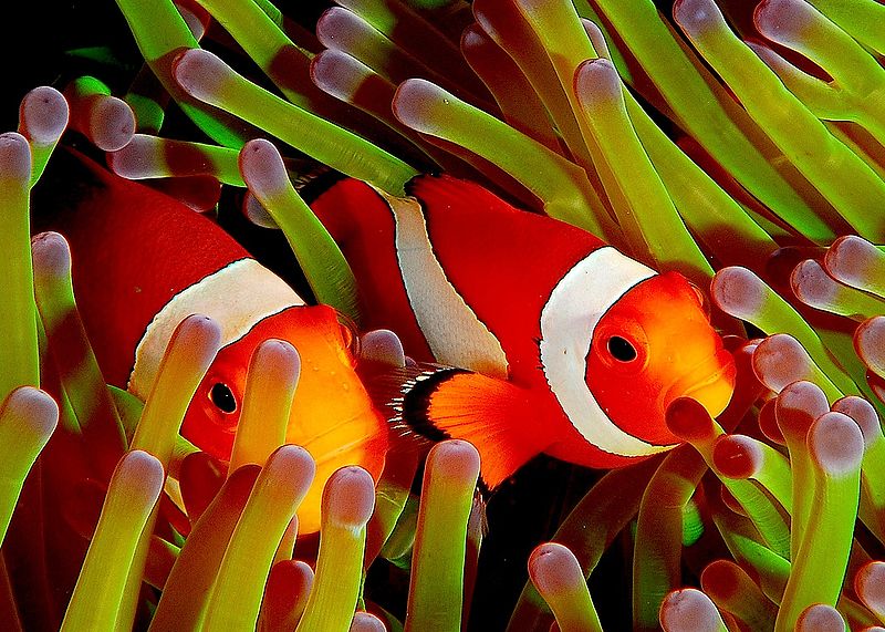 Ces poissons-clowns, à l’abri auprès des anémones de mer, rentrent dans la composition de la biocénose de leur écosystème. © Jenny from Taipei, Wikipédia, CC by 2.0