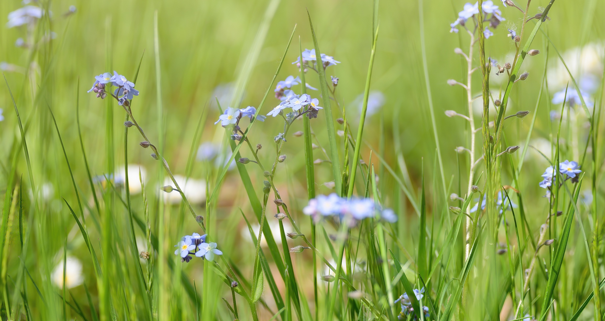 Une pelouse non tondue attire la biodiversité. © K I Photography, Adobe Stock