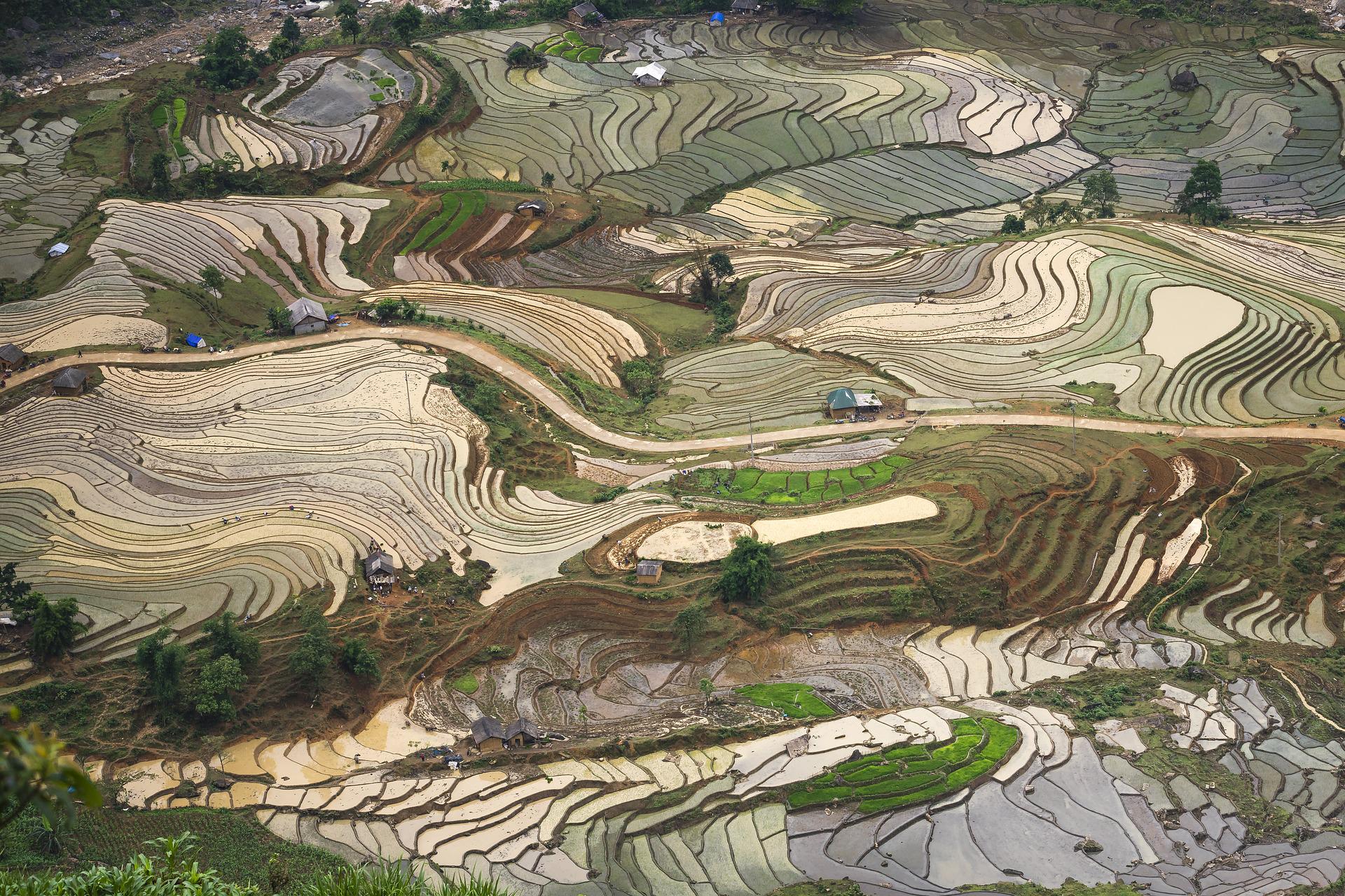 La sécheresse impacte fortement l'agriculture en Chine, dont la production de riz. © Quangpraha, Pixabay