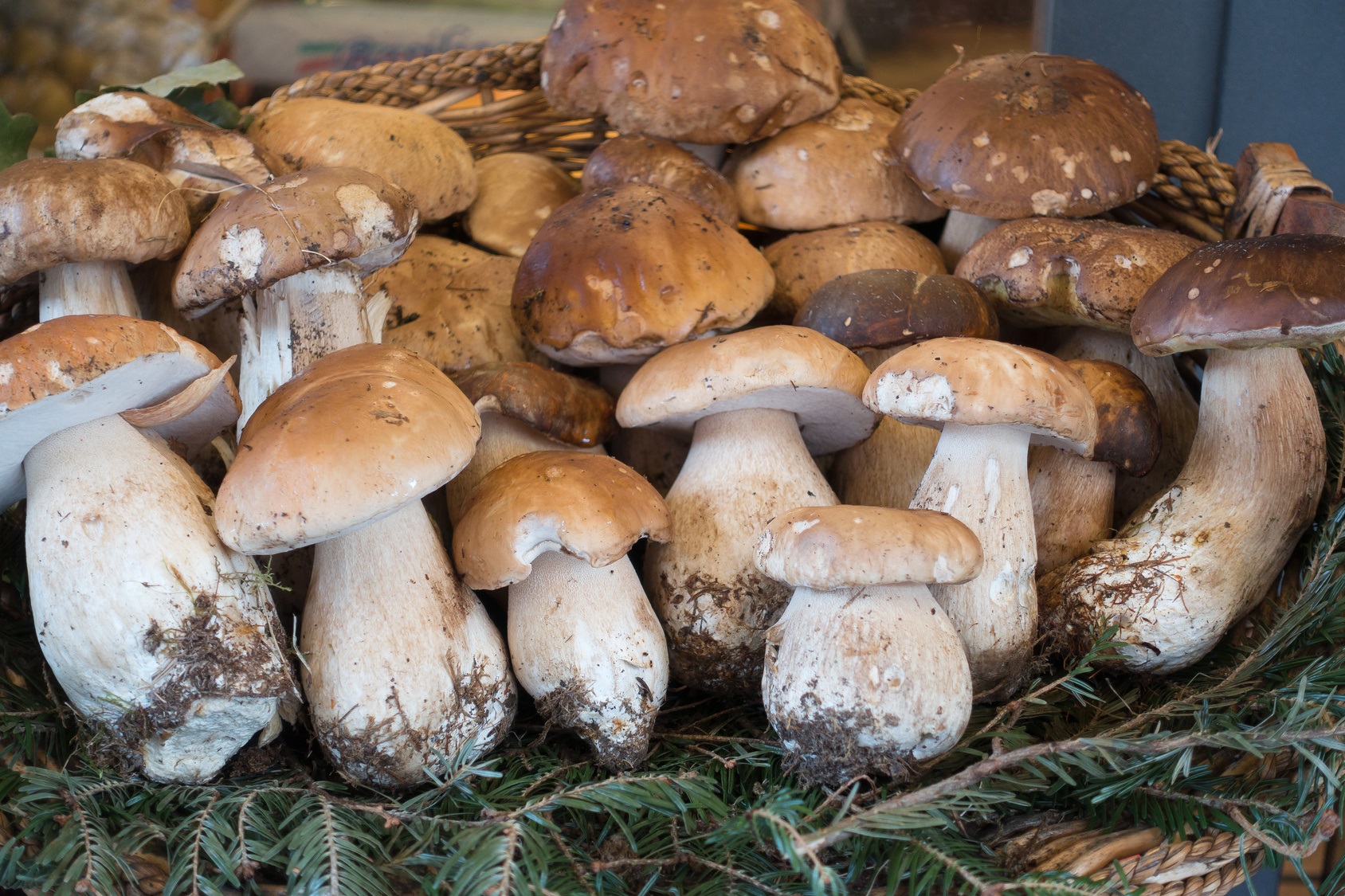Des champignons pour rester jeune, c'est possible ? Les bolets, notamment les cèpes, sont particulièrement riches en antioxydants. © francis bonami, Fotolia