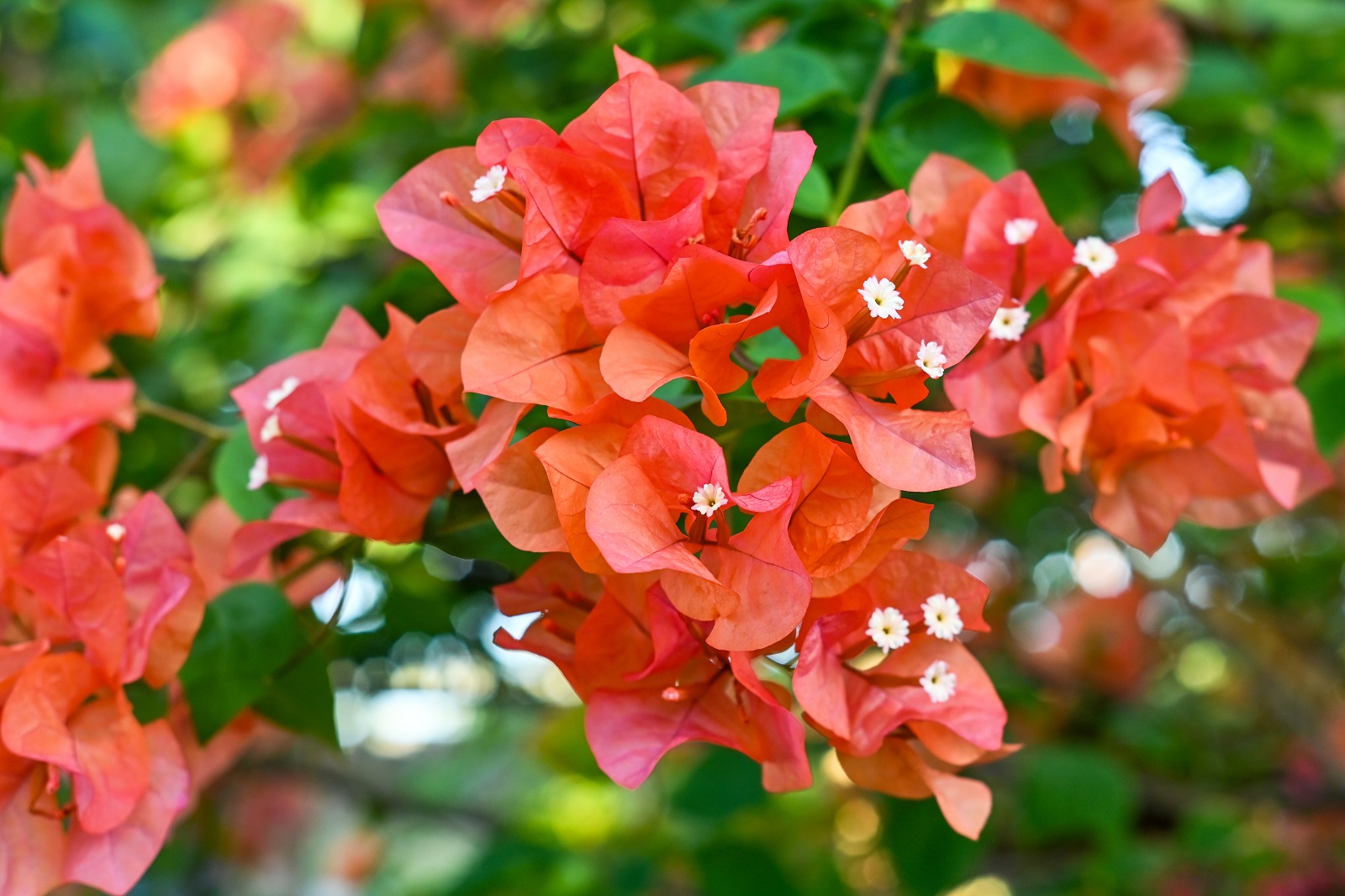 Bractées colorées d'un bougainvillier. ©StanleyRevaldo, AdobeStock