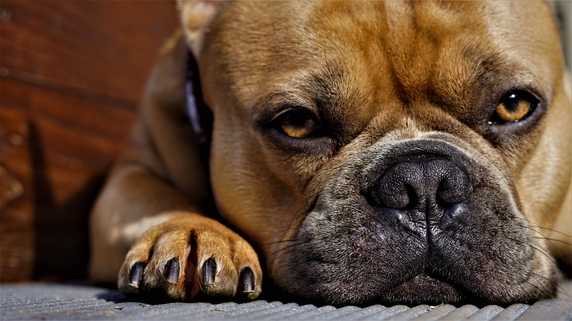 Le bouledogue a 14 fois plus de risque de coup de chaleur que le labrador. © Mylene2401, Pixabay