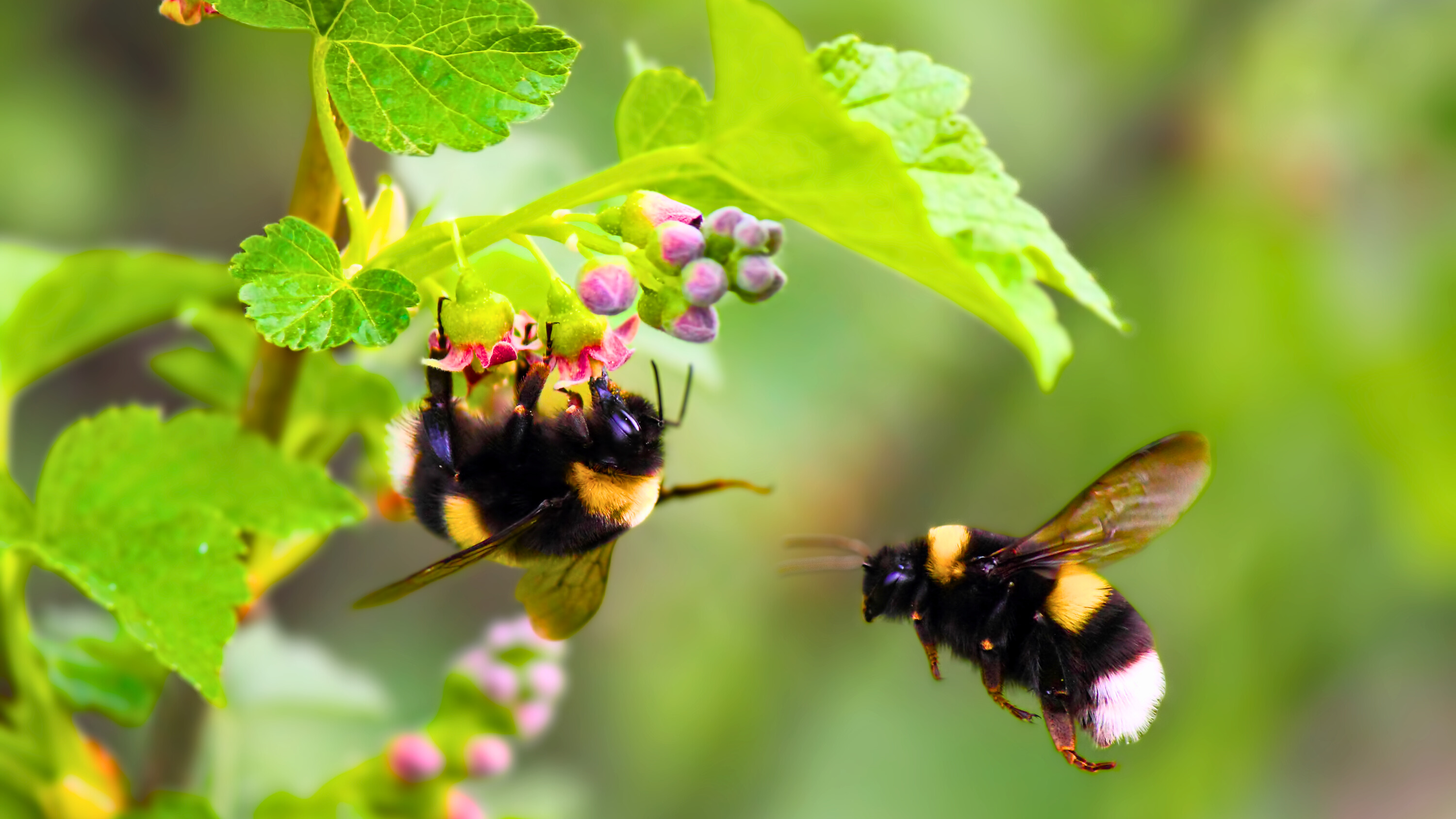 Les bourdons sont des insectes sociaux, qui sont d'excellents pollinisateurs grâce à leur résistance aux basses températures. © Den, Adobe Stock