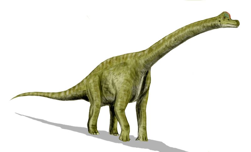 Le brachiosaure, l’un des plus grands sauropodes