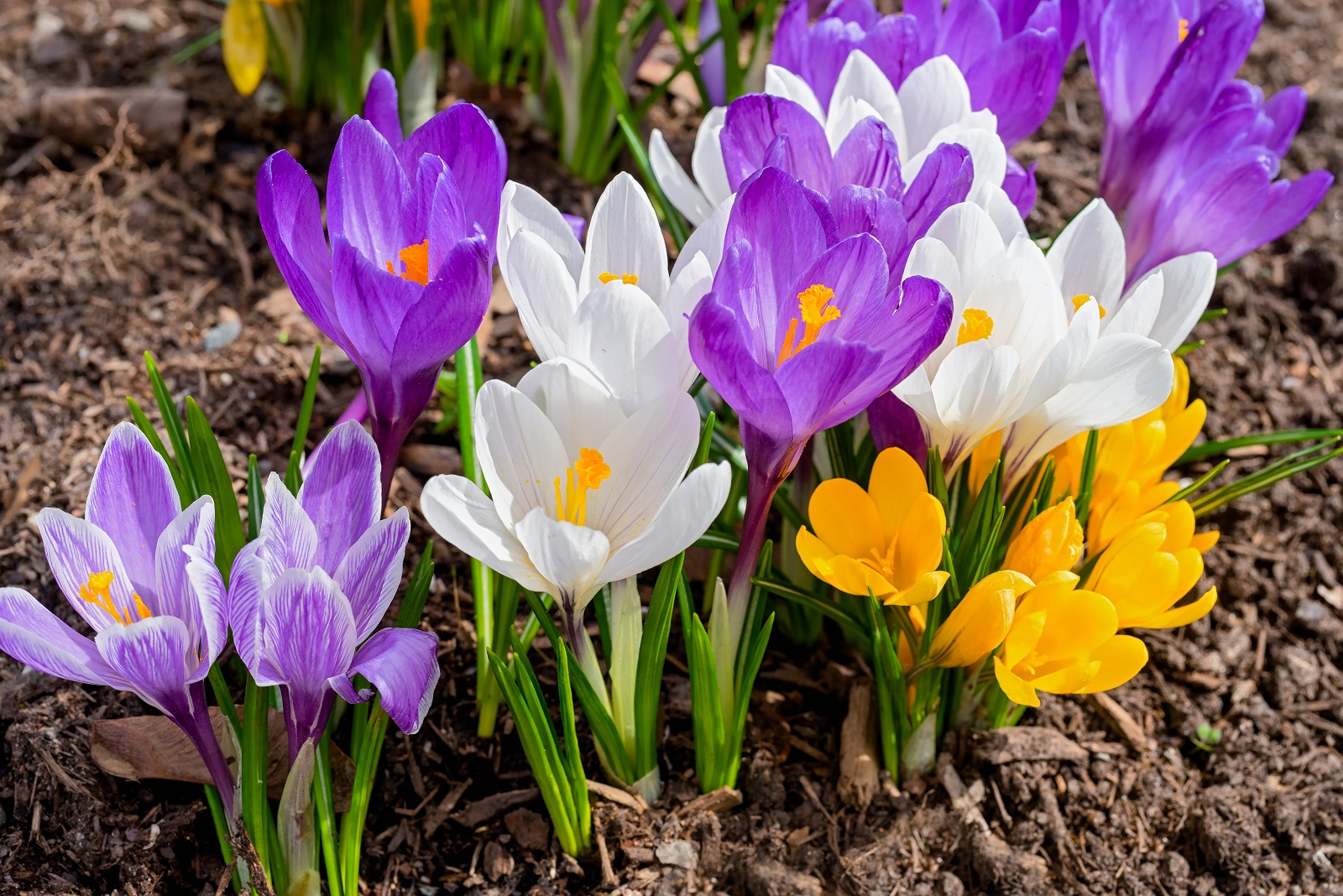 Crocus aux couleurs variées. © V. J. Matthew, Adobe Stock