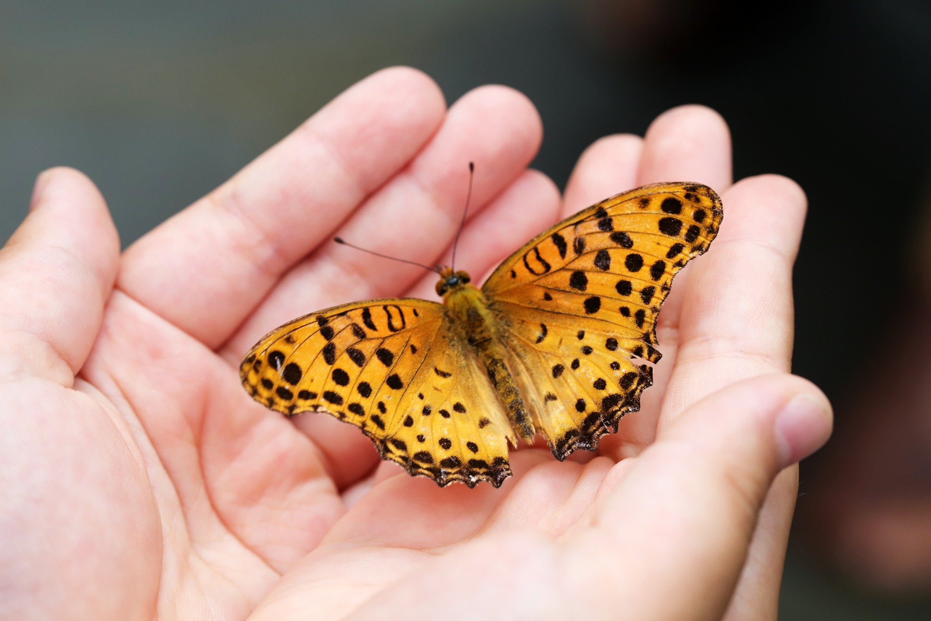 La biodiversité est menacée par cinq&nbsp;grandes causes toutes directement liées à l'Homme. © HeungSoon, Pixabay
