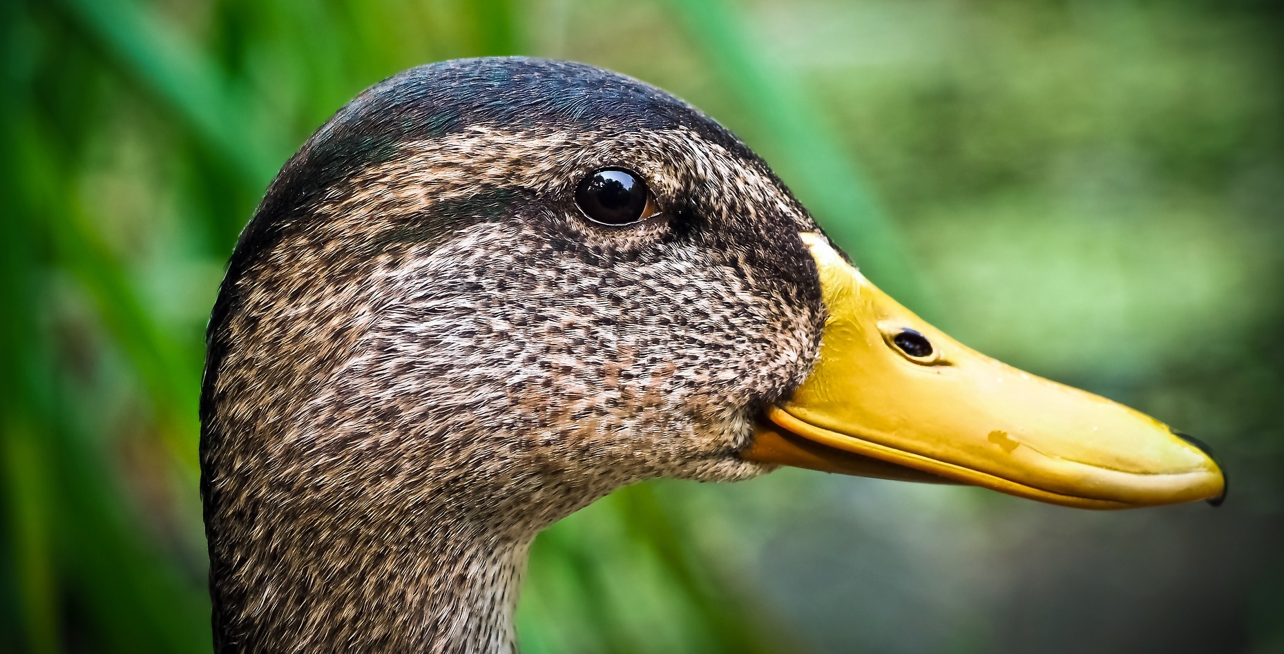 En ce qui concerne ce premier cas de grippe aviaire en France, le canard infecté par le virus H5N8 faisait partie d’un groupe de 20 animaux servant d’appelants pour la chasse. © MichaelGaida, Pixabay