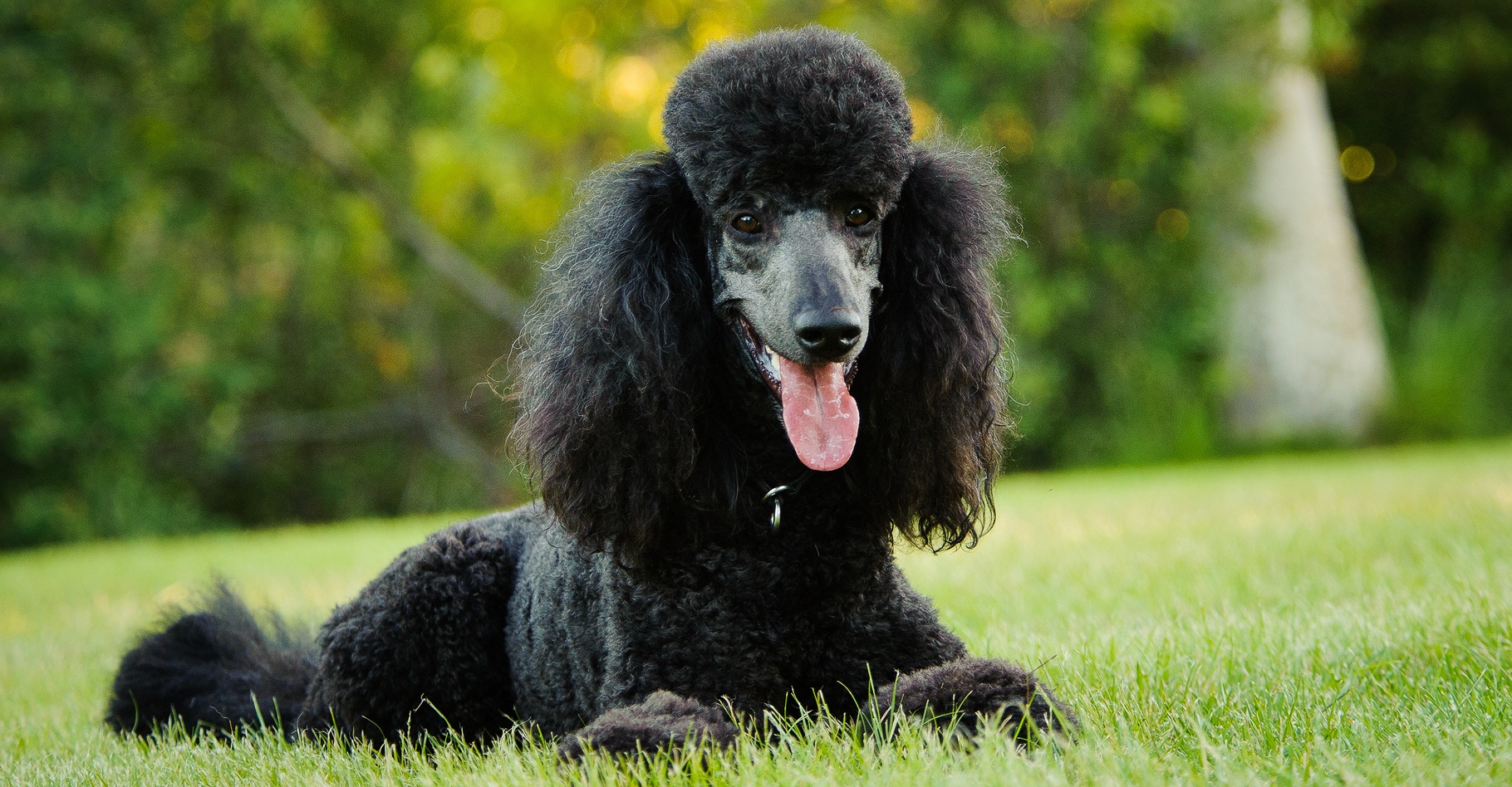 Le caniche est un chien élégant et intelligent. © everydoghasastory, Shutterstock