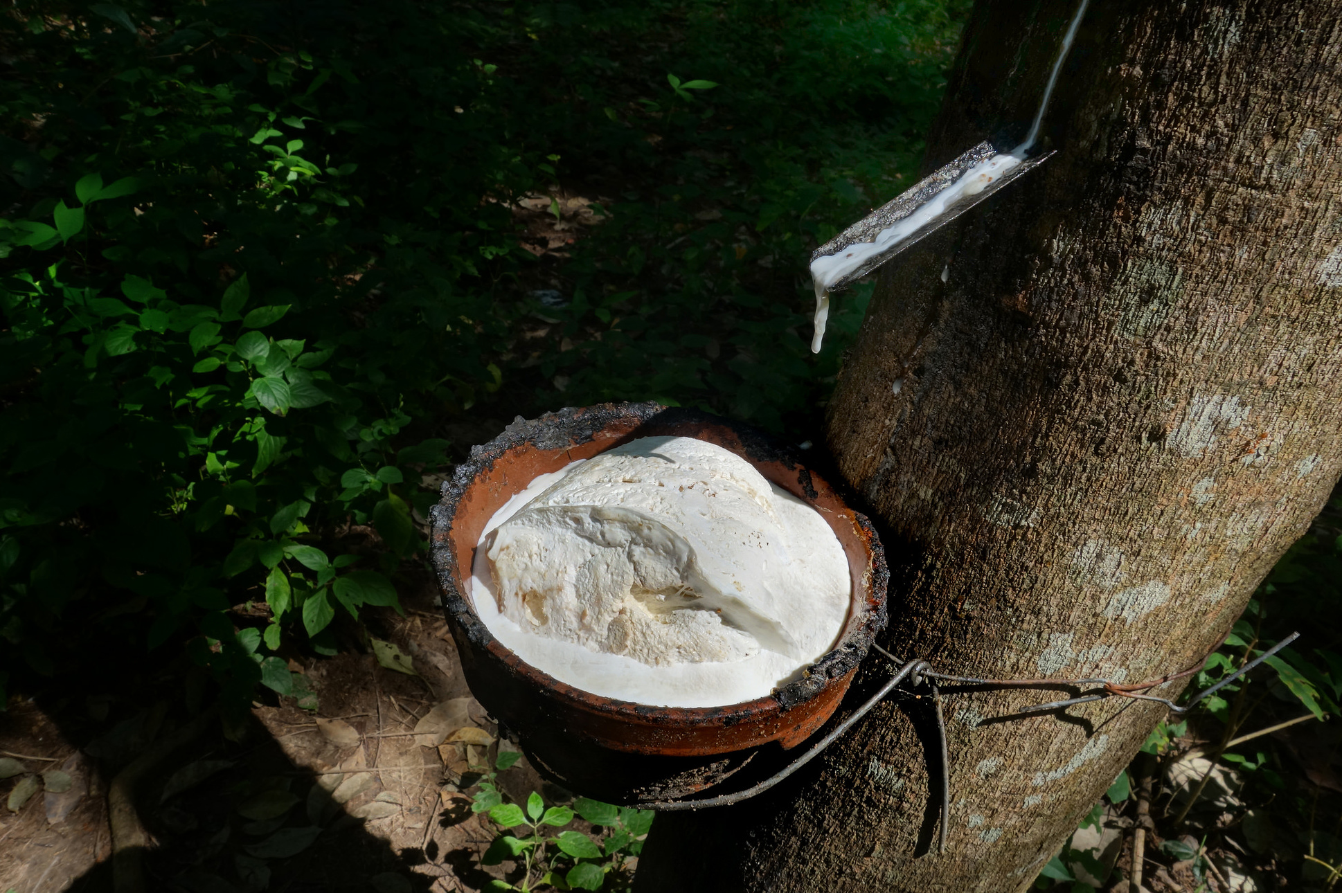 Le caoutchouc, issu de la sève de l’hévéa, est une espèce chimique naturelle. © Urs Achermann, Flickr, CC by-nc&nbsp;2.0
