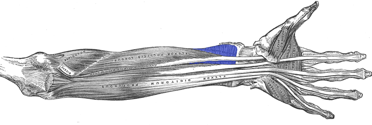 Le muscle carré pronateur est un muscle profond situé juste au-dessus du poignet. © ToNToNI, adapté de Gray's Anatomy, Wikipedia, DP