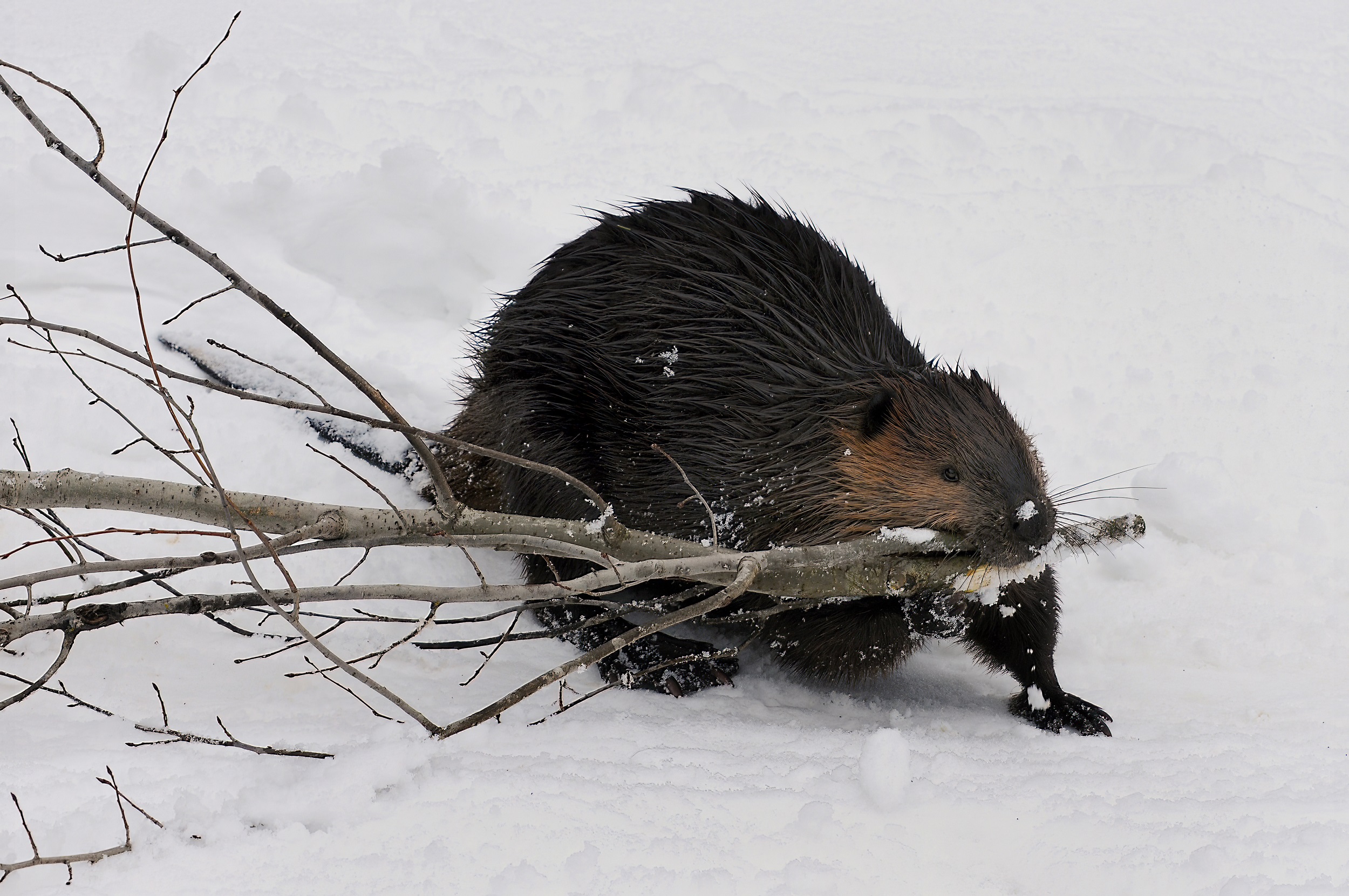 L'impact des castors n'est pas positif partout, surtout dans les régions les plus froides. © Terry, Adobe Stock