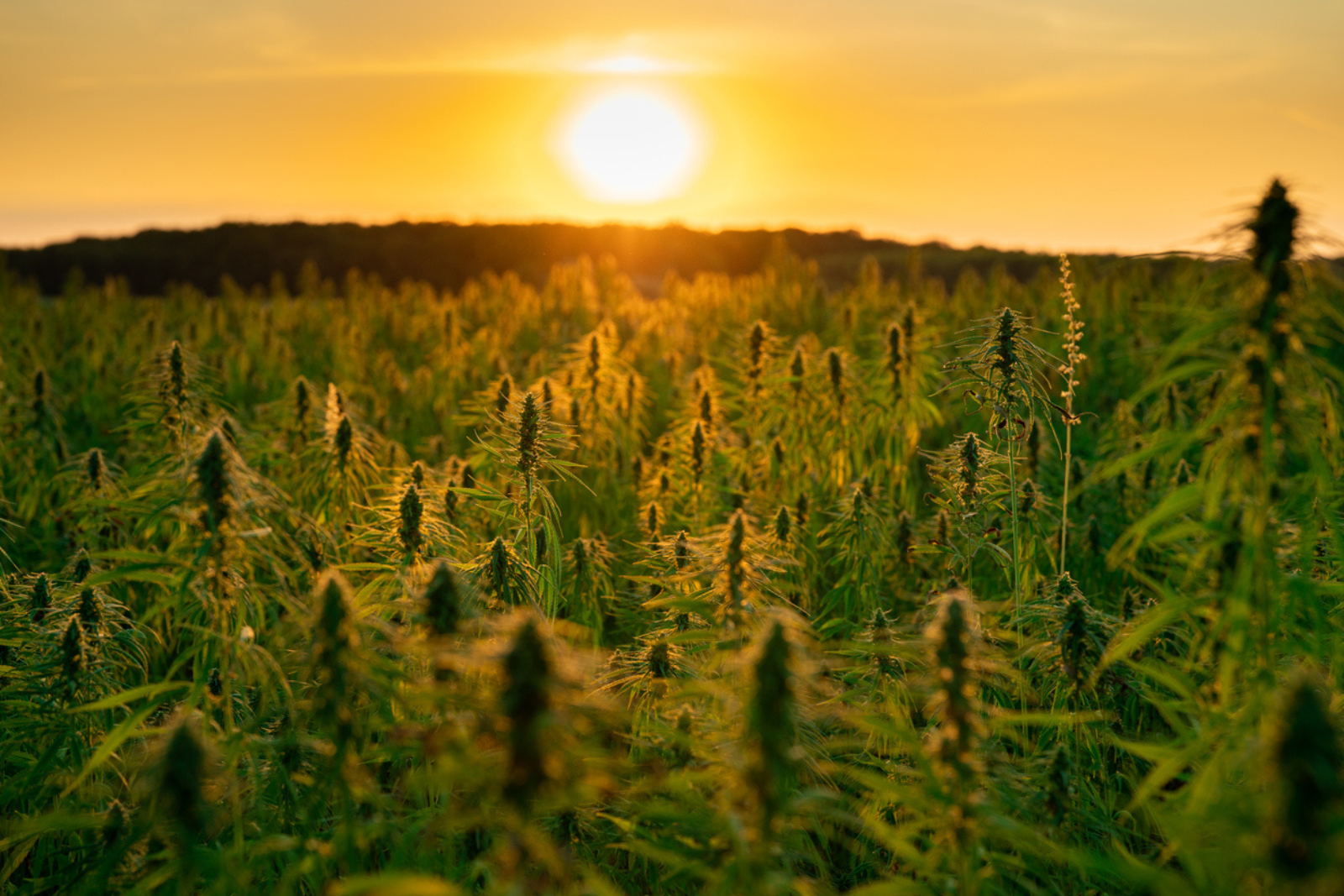 Pourquoi cette mauvaise herbe pourrait-elle révolutionner la production de CBD ? © Marvinh, iStock