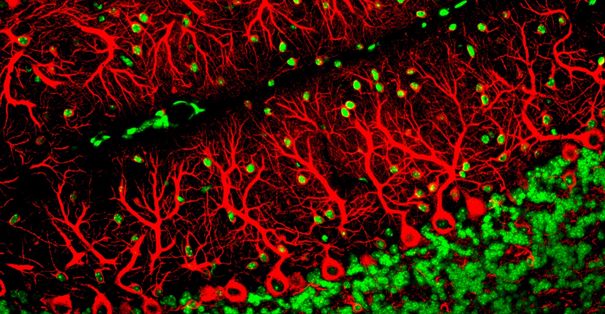 Les cellules de Purkinje (en rouge) se caractérisent par un arbre dendritique bien ramifié. © ZEISS Microscopy, Flickr, CC BY-NC-ND 2.0