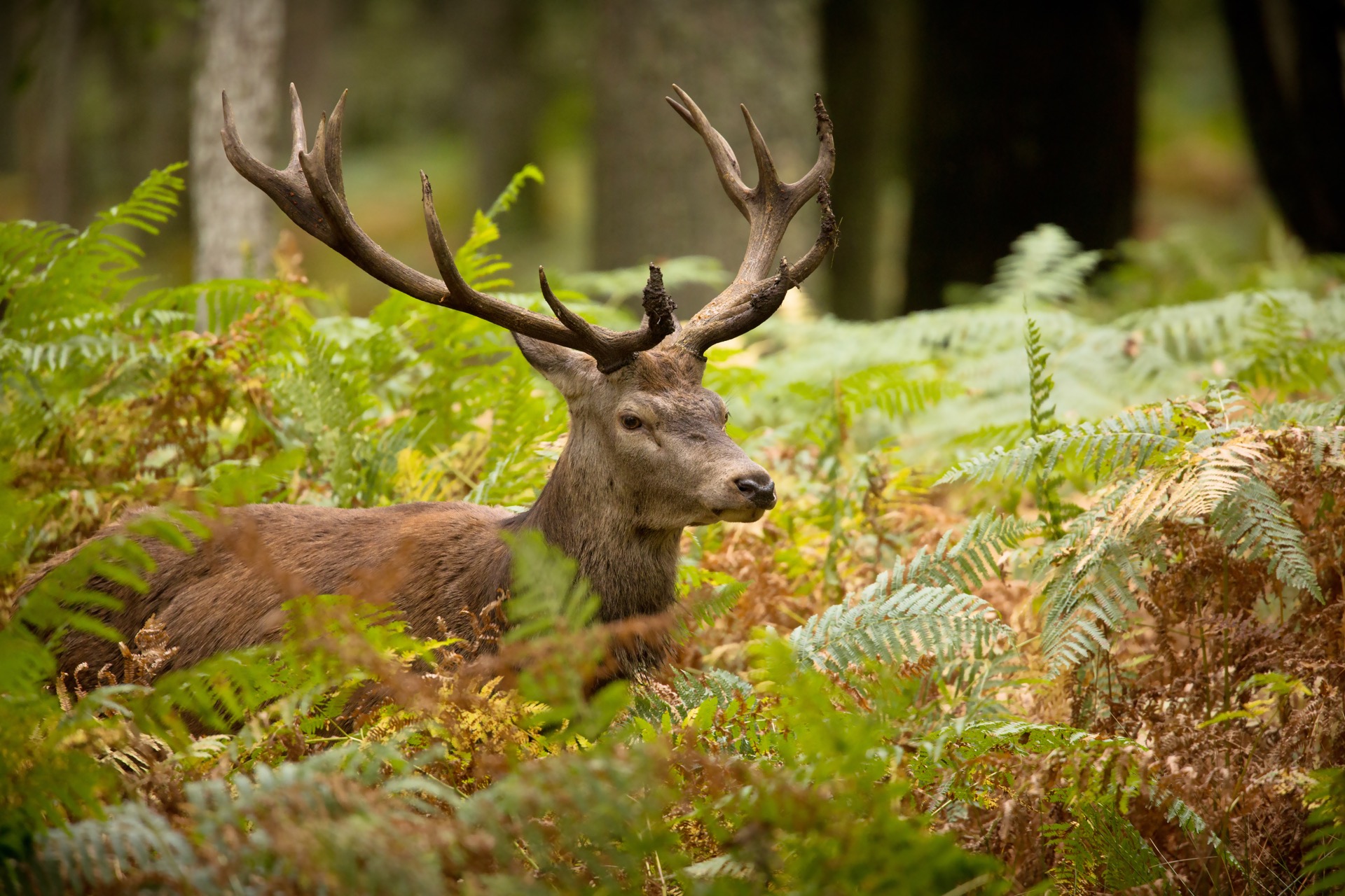 La bonne santé d'une forêt est liée à la présence de grands herbivores. © shocky, Adobe Stock