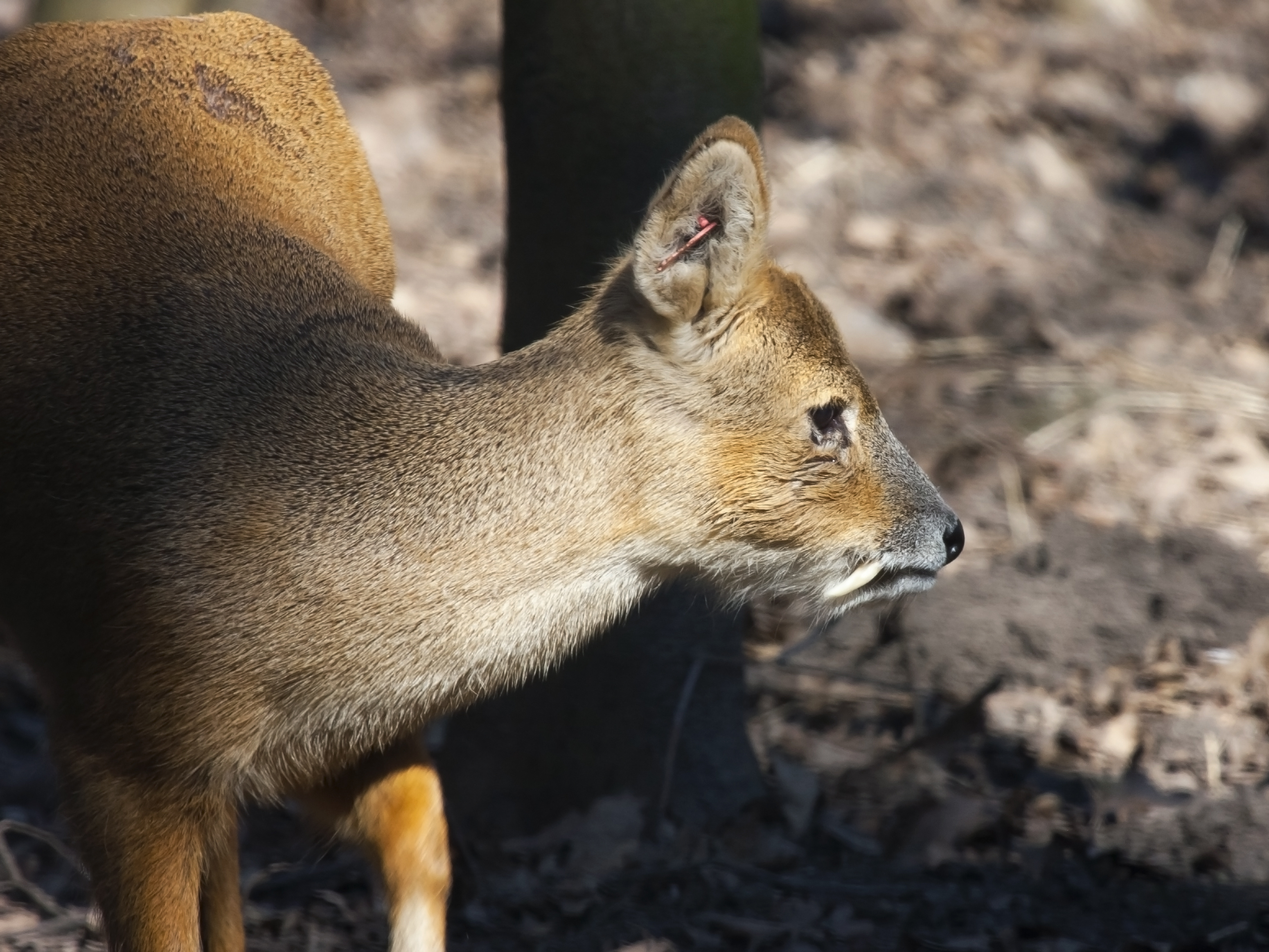 tranget Du Vivant Ce Cerf A Des Canines De Vampire tranget Du Vivant Ce Cerf A Des Canines De Vampire