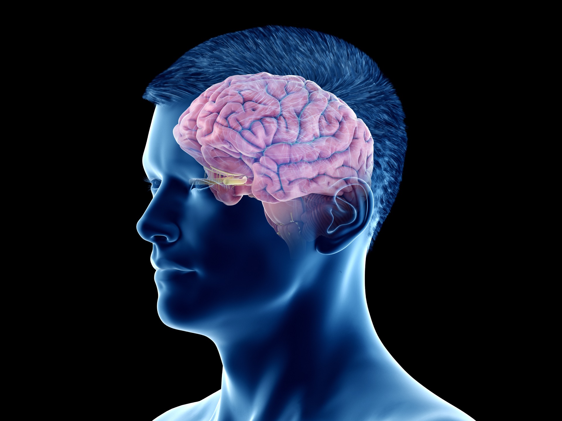 Le cortex préfrontal constitue la partie antérieure du lobe frontal. © Sebastian Kaulitzki, Adobe stock 
