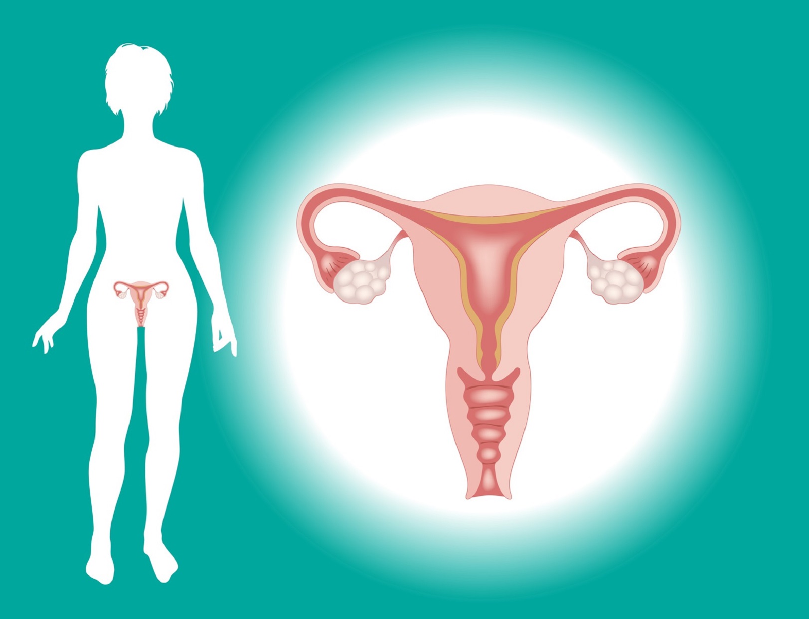 Le col de l’utérus est la partie basse et étroite de l’utérus qui permet la communication entre utérus et vagin. ©  vladgrin, Fotolia