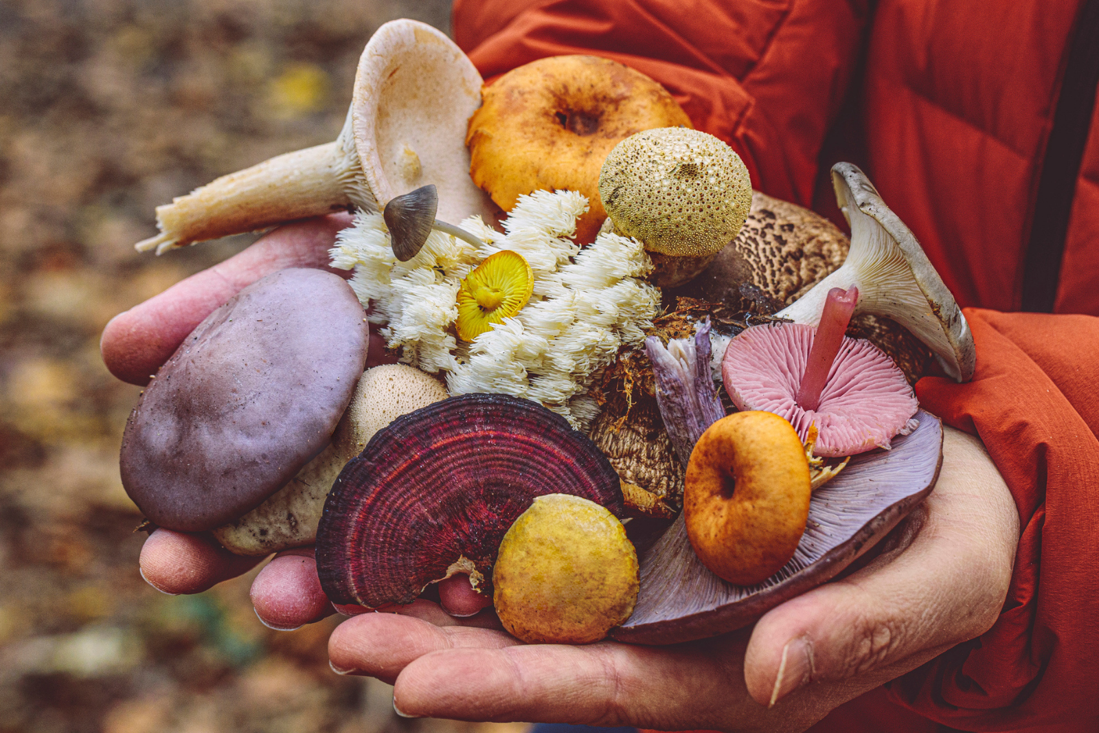 L'automne, c'est la saison des champignons. Sachez les reconnaitre. © Eva-Katalin, iStock 