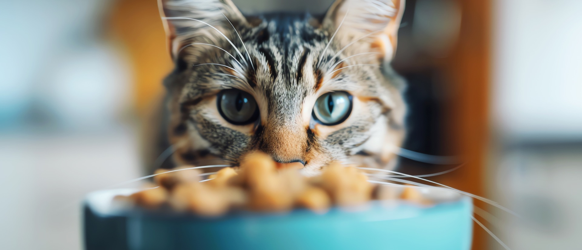 Les chats vont-ils être les premiers à manger de la viande de labo ? © Frédéric Prochasson, Adobe Stock 