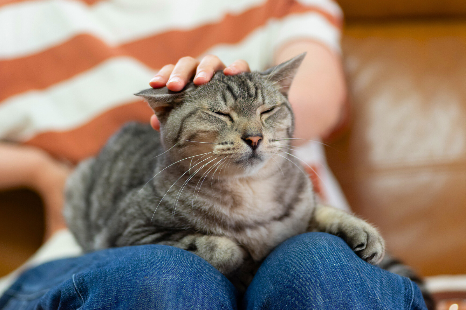 Découvrez ce qui rend vraiment votre chat heureux même sans jardin. © Rai, iStock