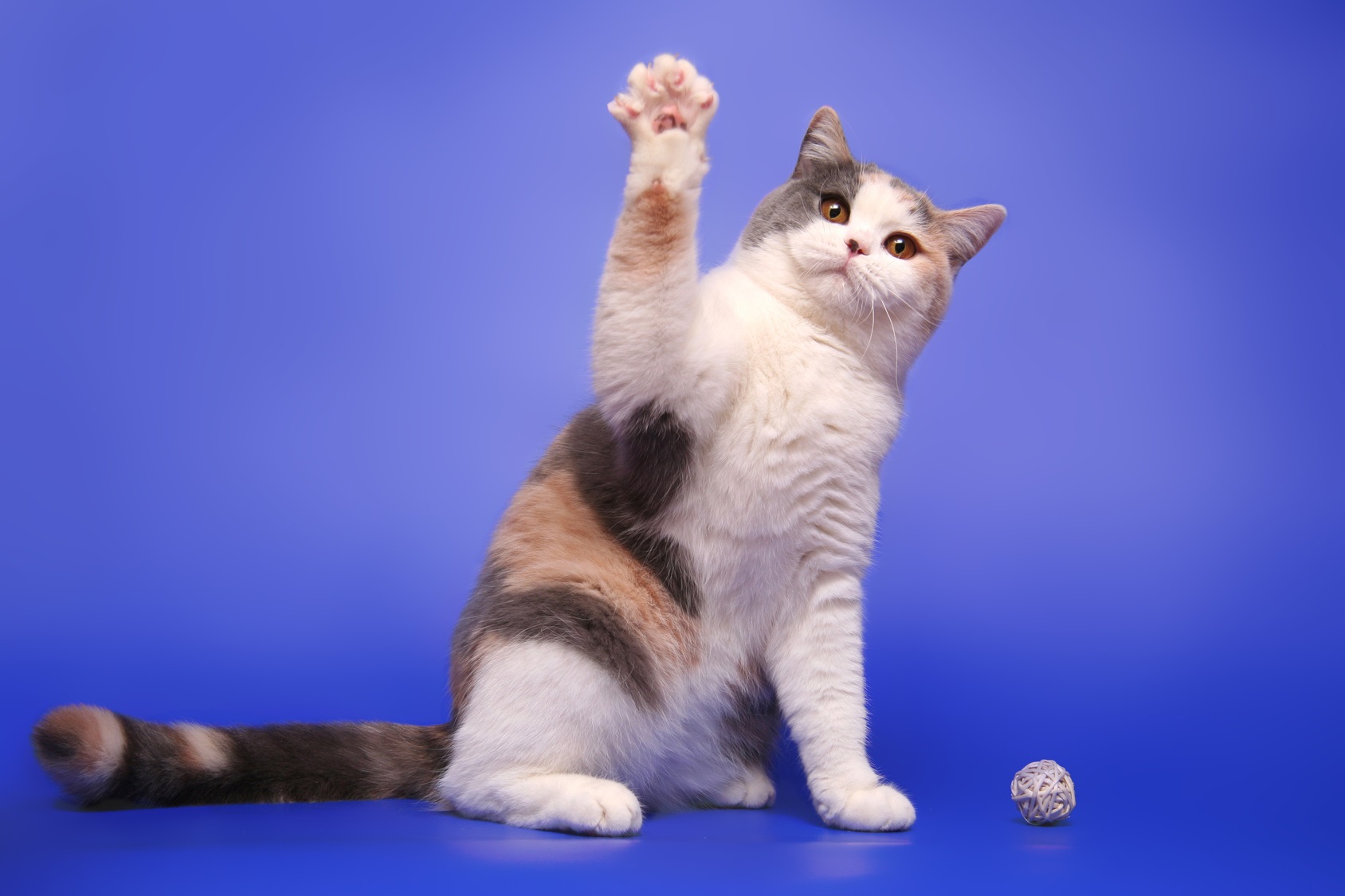 Comme les humains, la plupart des chats sont latéralisés. Alors, votre chat est-il droitier ou gaucher ? © moredix, Fotolia