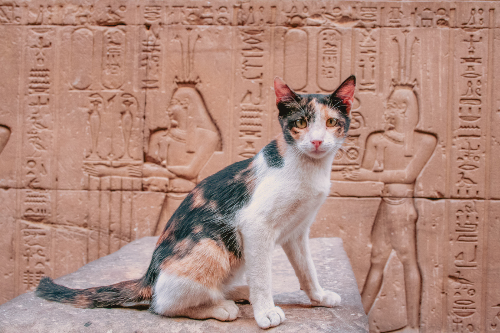 Le culte secret des chats en Égypte : une vénération millénaire. © EyeEm Mobile GmbH, iStock