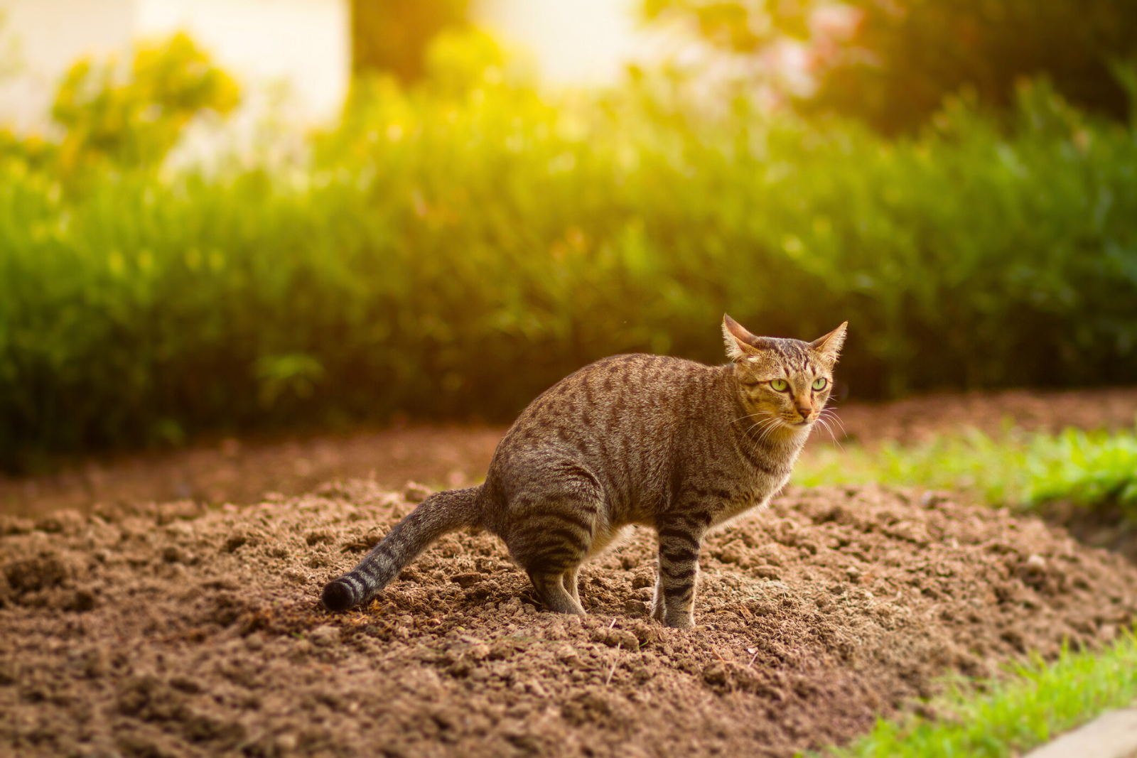 Ces deux fruits simples sont LA solution pour éloigner les chats de votre jardin. © Thinnapob, iStock